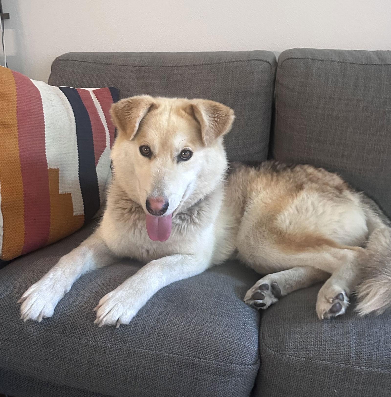 JD, a Adoptable Husky in Seattle, WA image 2/3