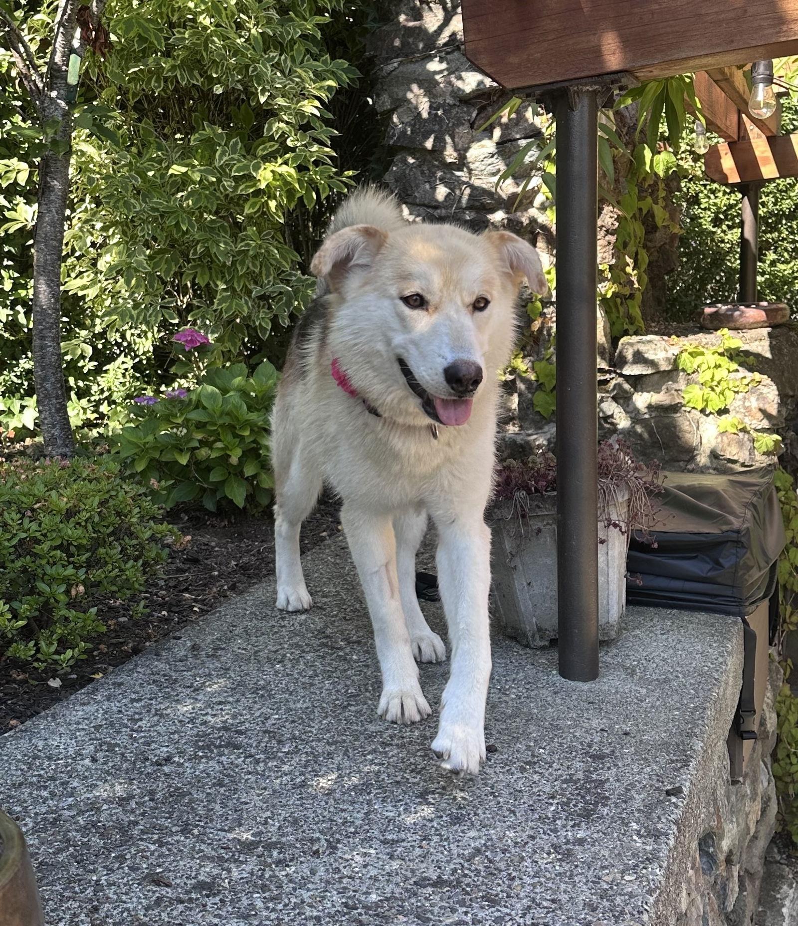 JD, a Adoptable Husky in Seattle, WA image 3/3