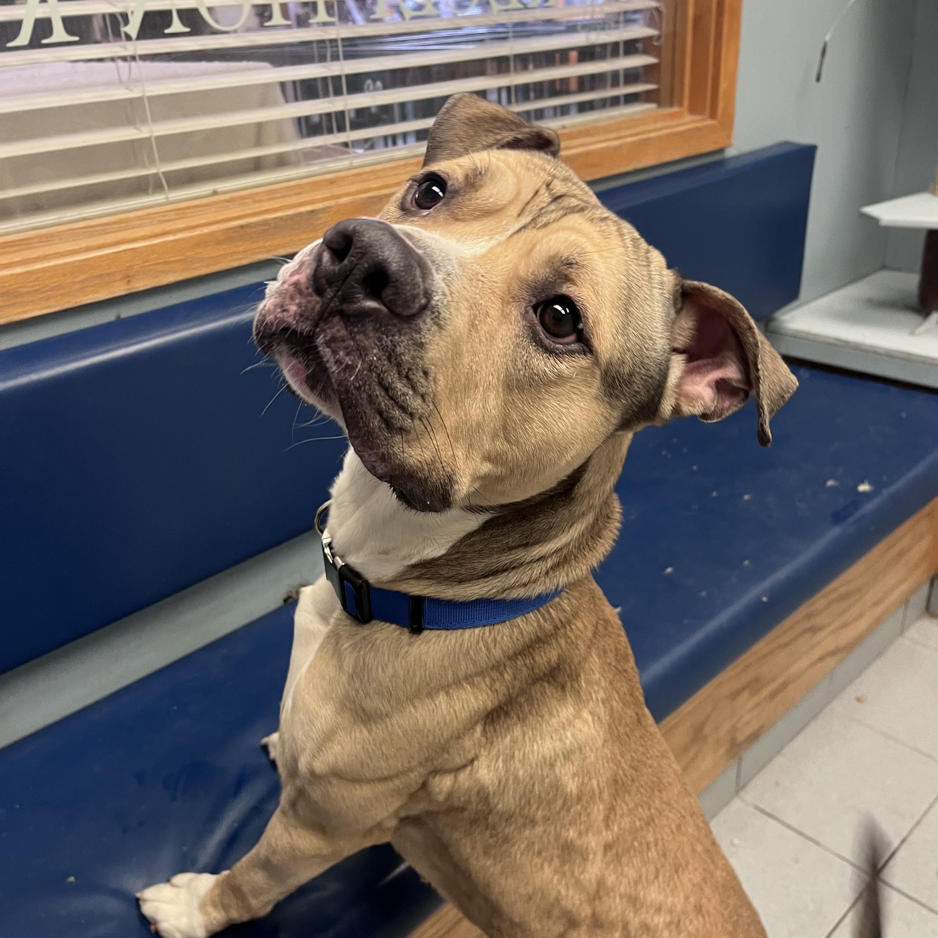 Enlarge Bison , an adoptable mixed breed in Buffalo, NY image 3/6