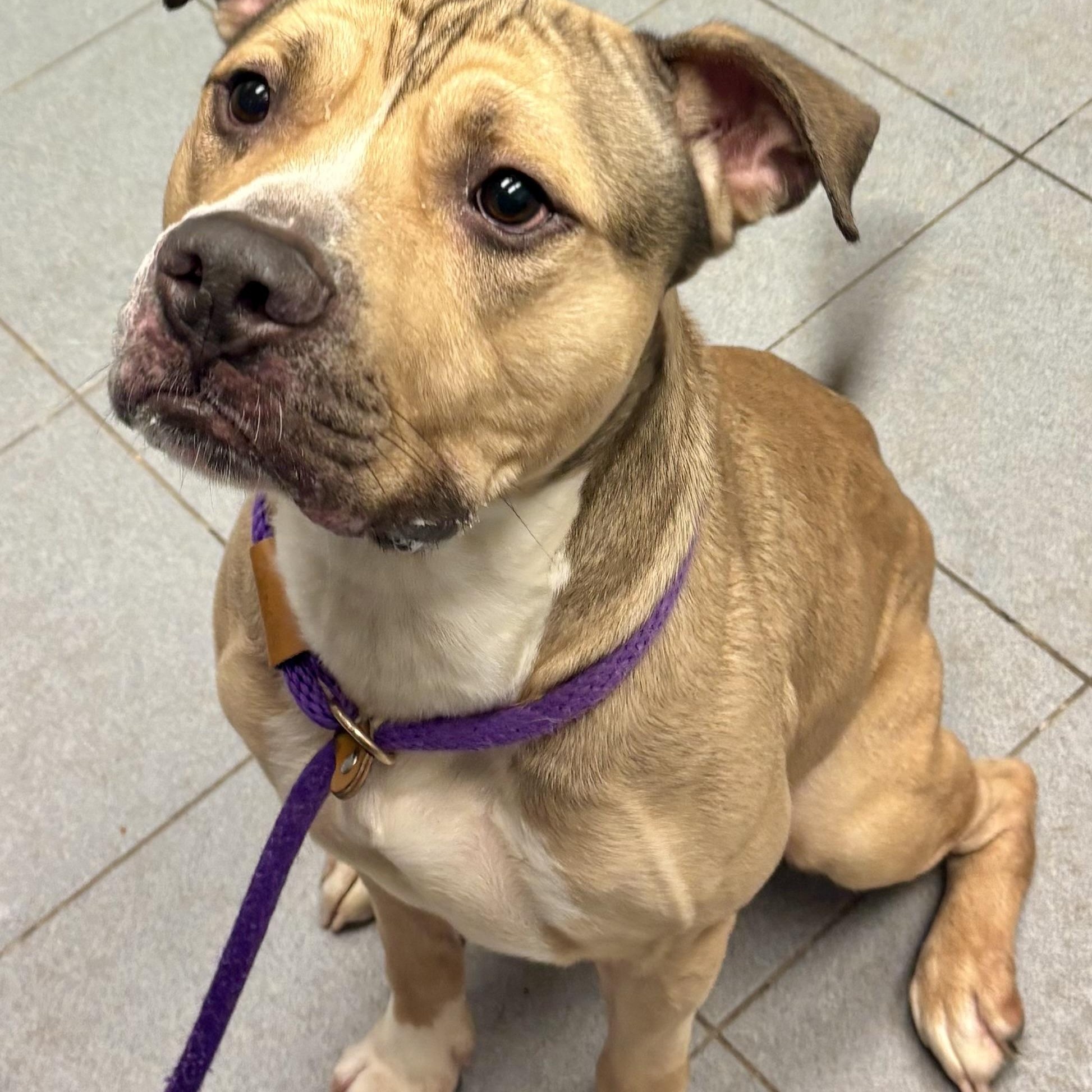 Enlarge Bison , an adoptable mixed breed in Buffalo, NY image 4/6