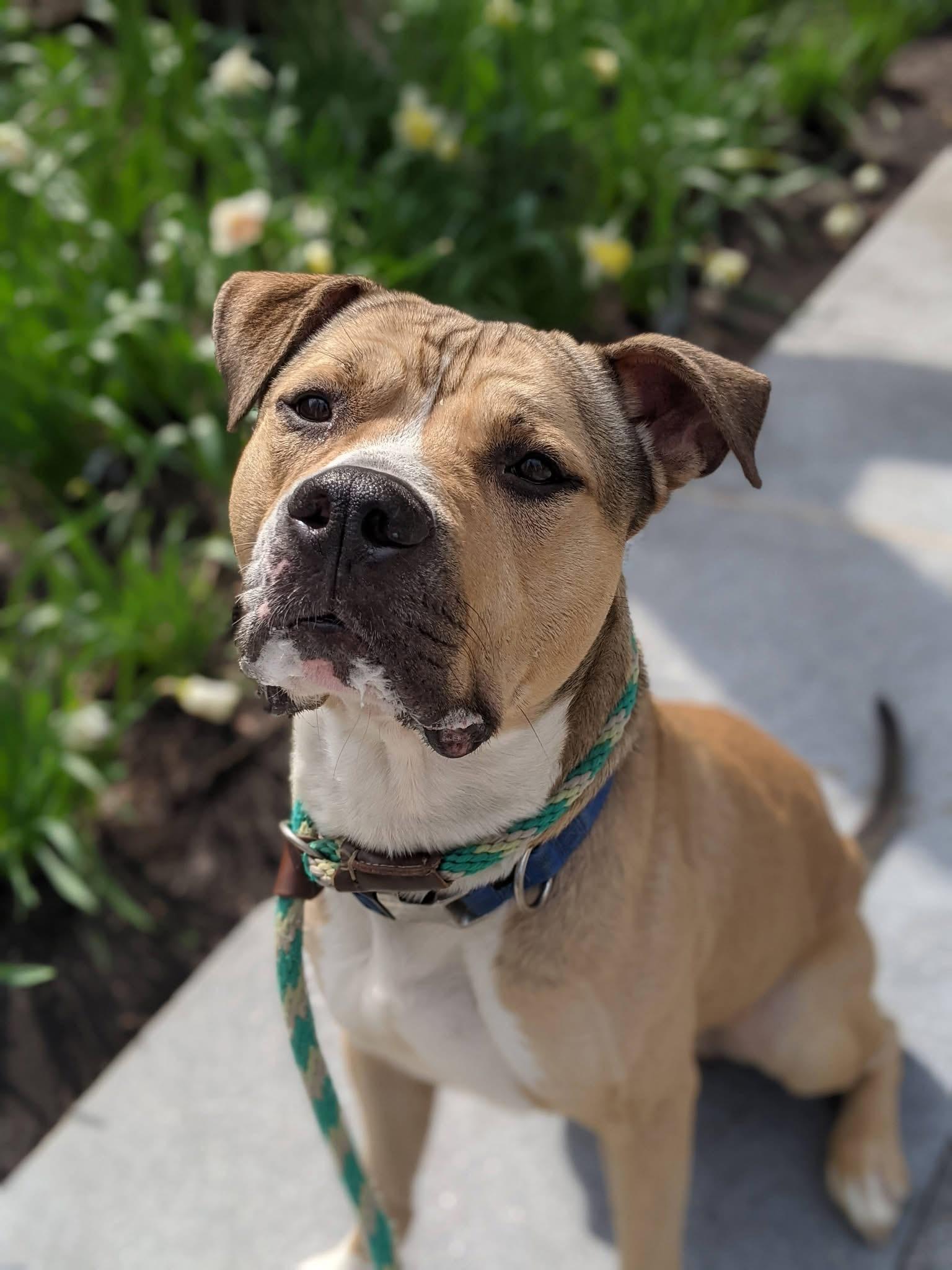 Enlarge Bison , an adoptable mixed breed in Buffalo, NY image 6/6