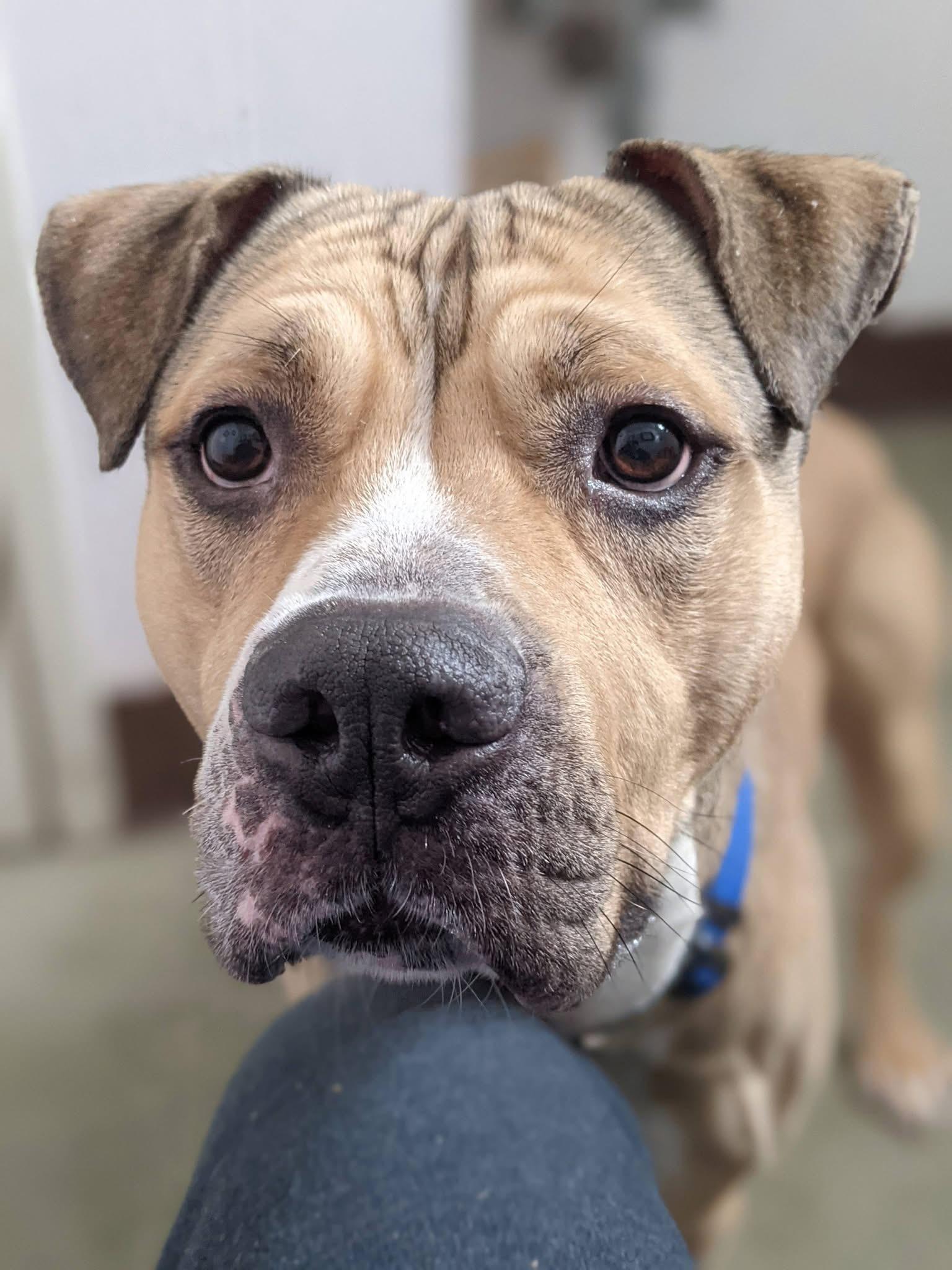 Enlarge Bison , an adoptable mixed breed in Buffalo, NY image 5/6