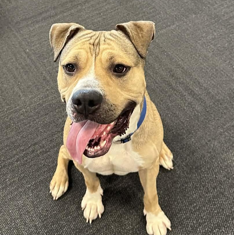 Bison , adoptable, Young Male Pit Bull Terrier.