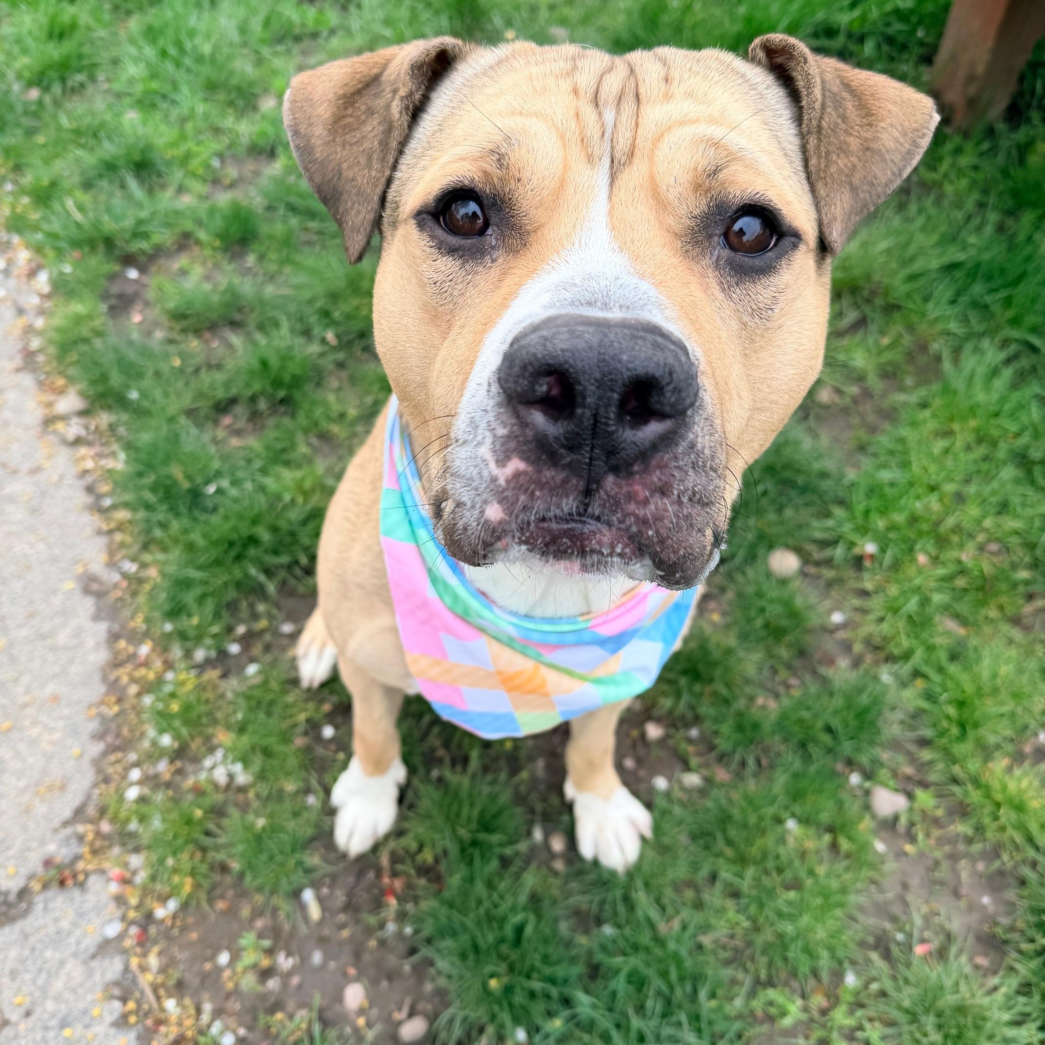 Enlarge Bison , an adoptable mixed breed in Buffalo, NY image 4/6