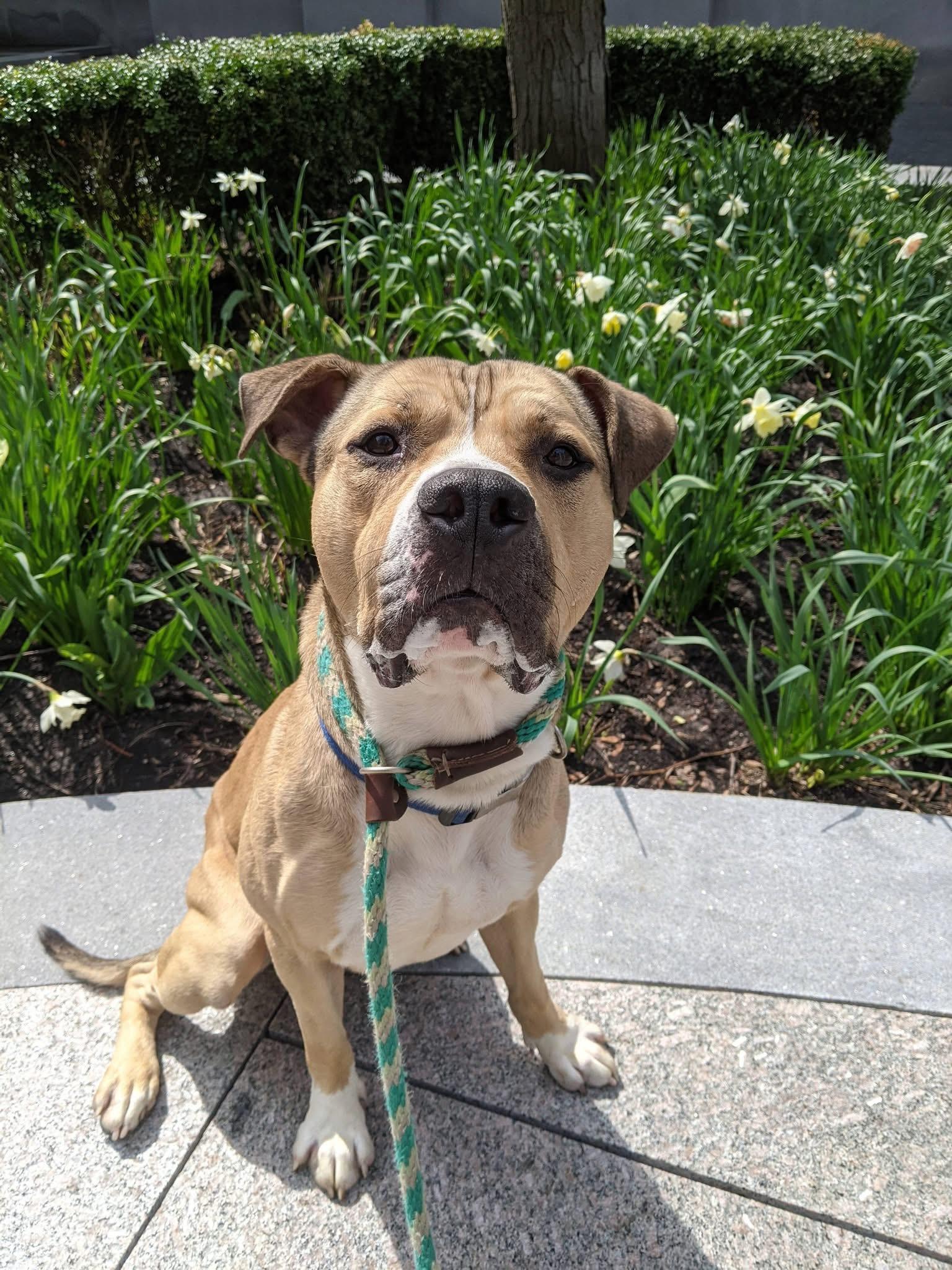 Bison , adoptable, Young Male Pit Bull Terrier.