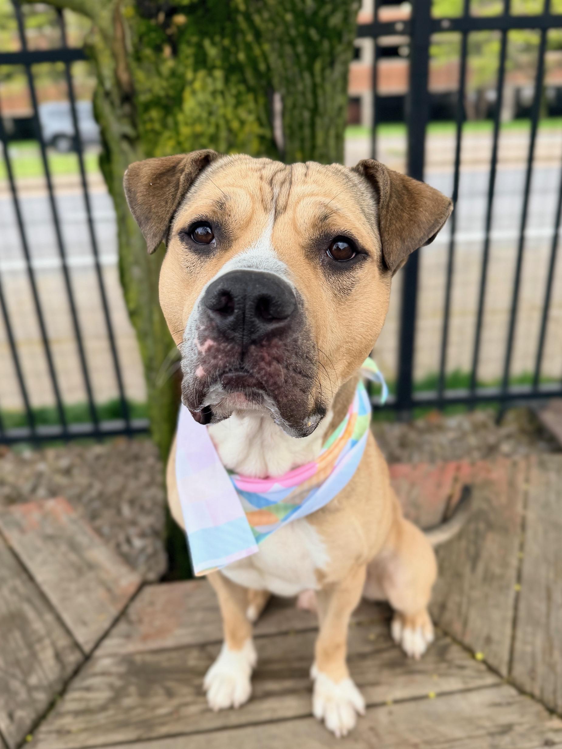 Enlarge Bison , an adoptable mixed breed in Buffalo, NY image 1/6