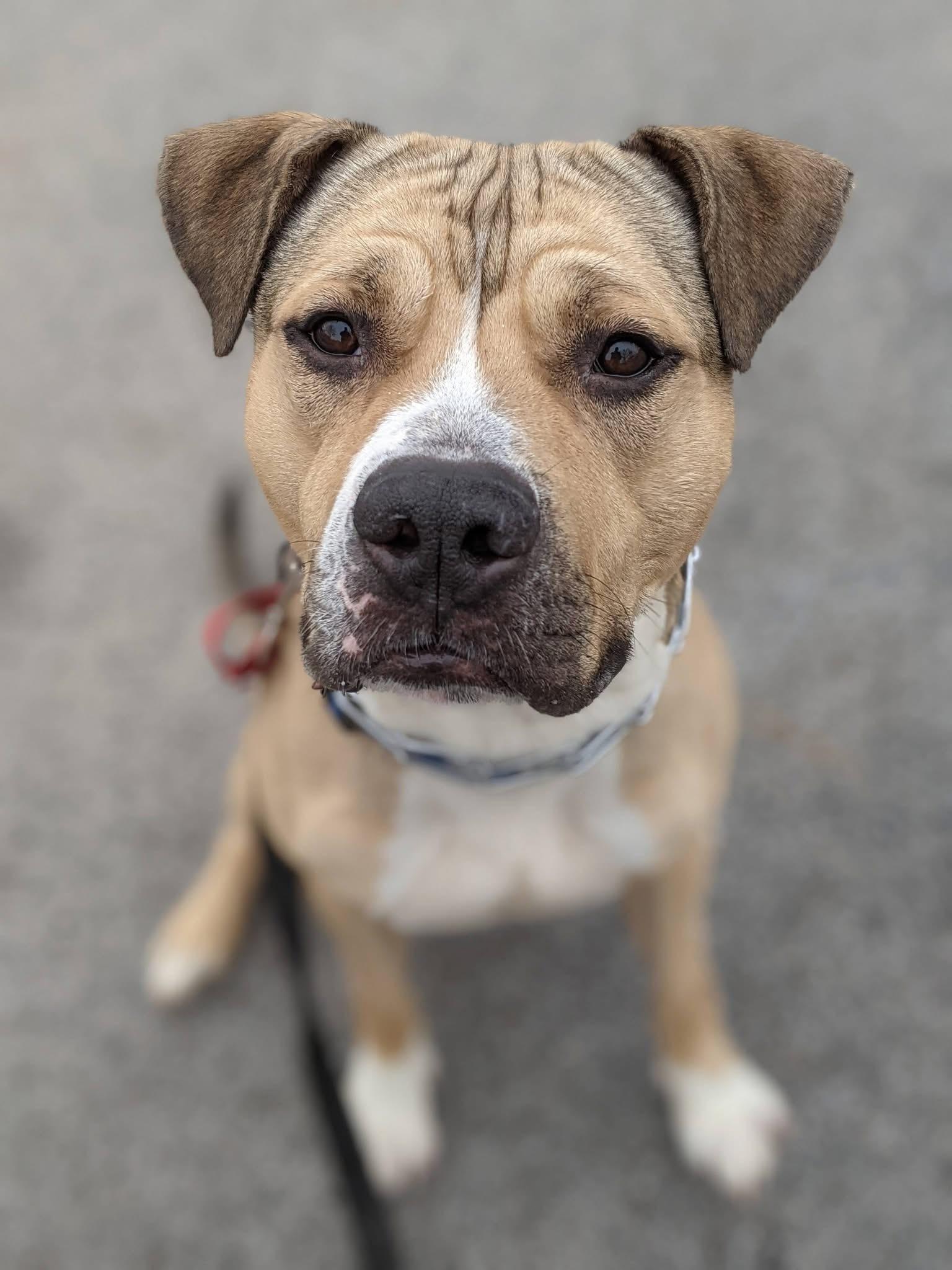 Enlarge Bison , an adoptable mixed breed in Buffalo, NY image 6/6