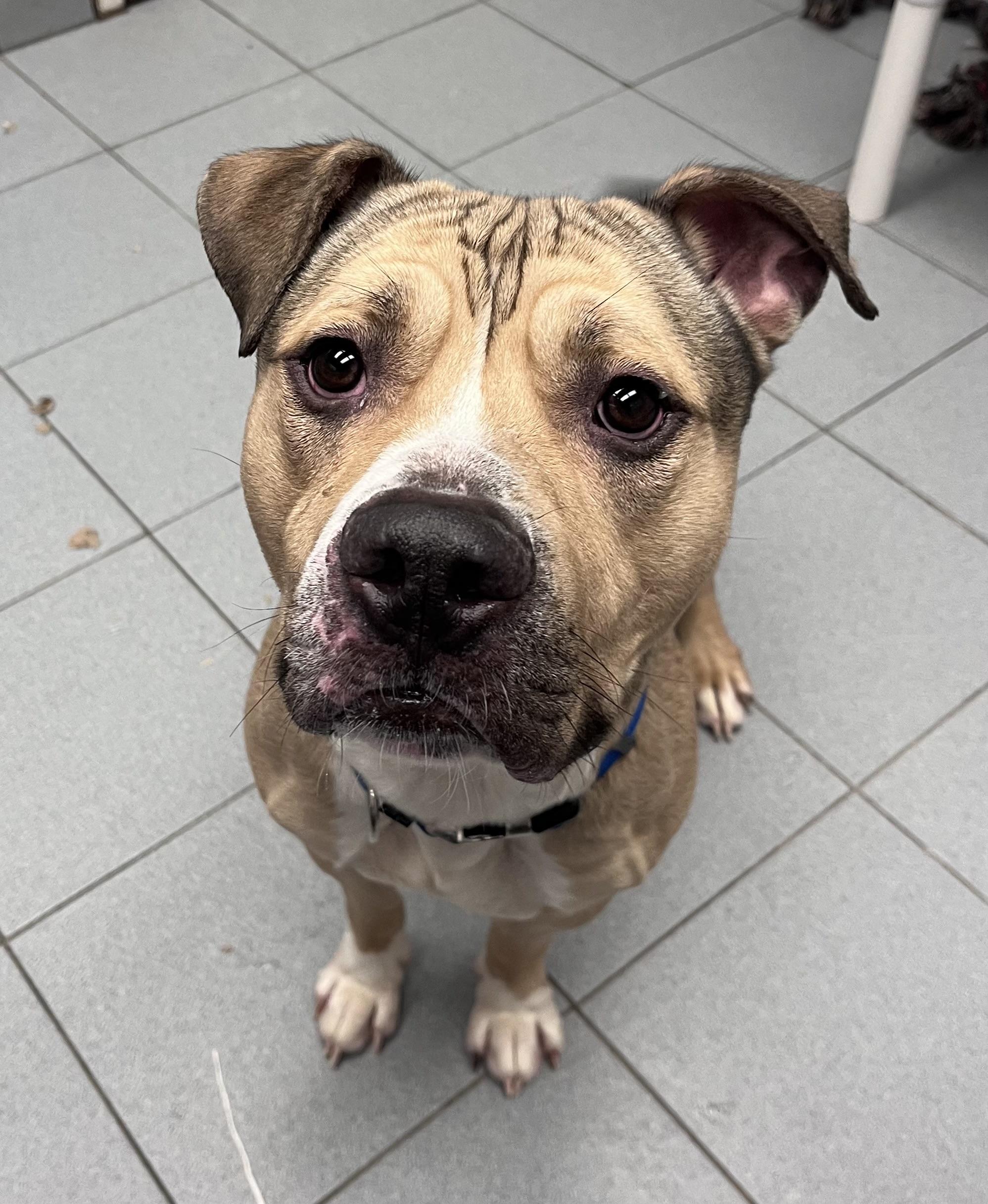 Enlarge Bison , an adoptable mixed breed in Buffalo, NY image 2/6