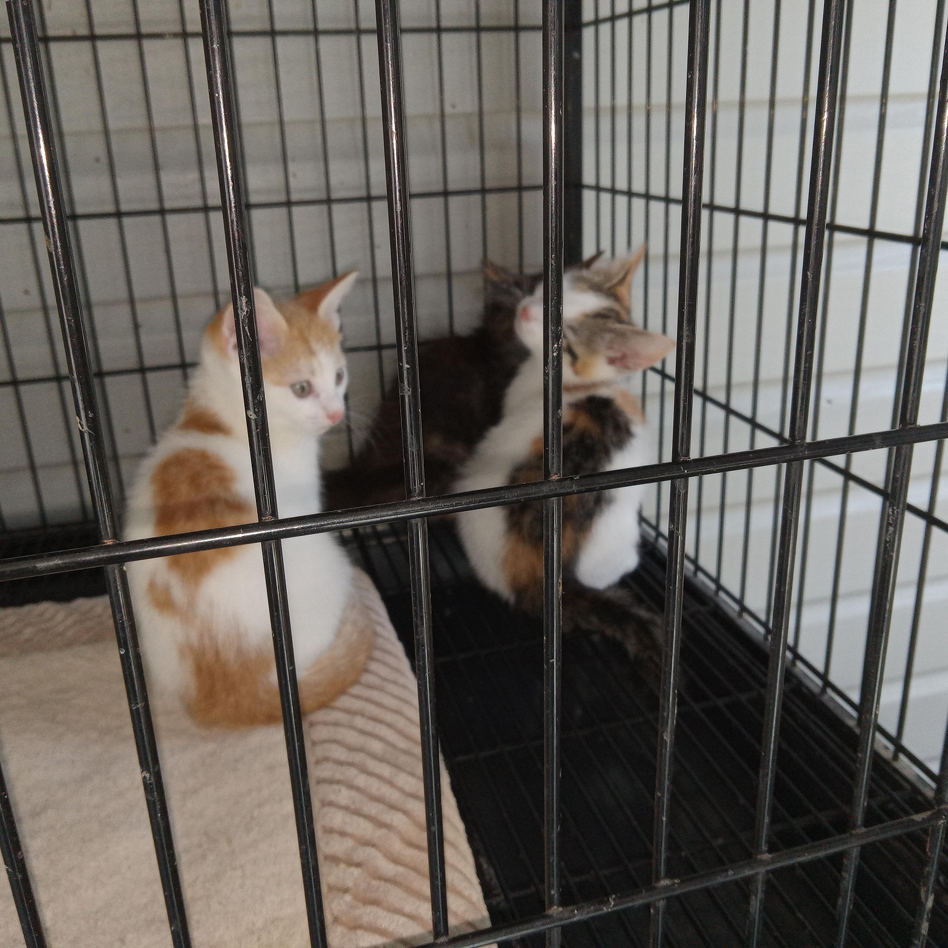 Enlarge Pansy's Litter, a Adopted Domestic Short Hair in Galloway, NJ image 2/4