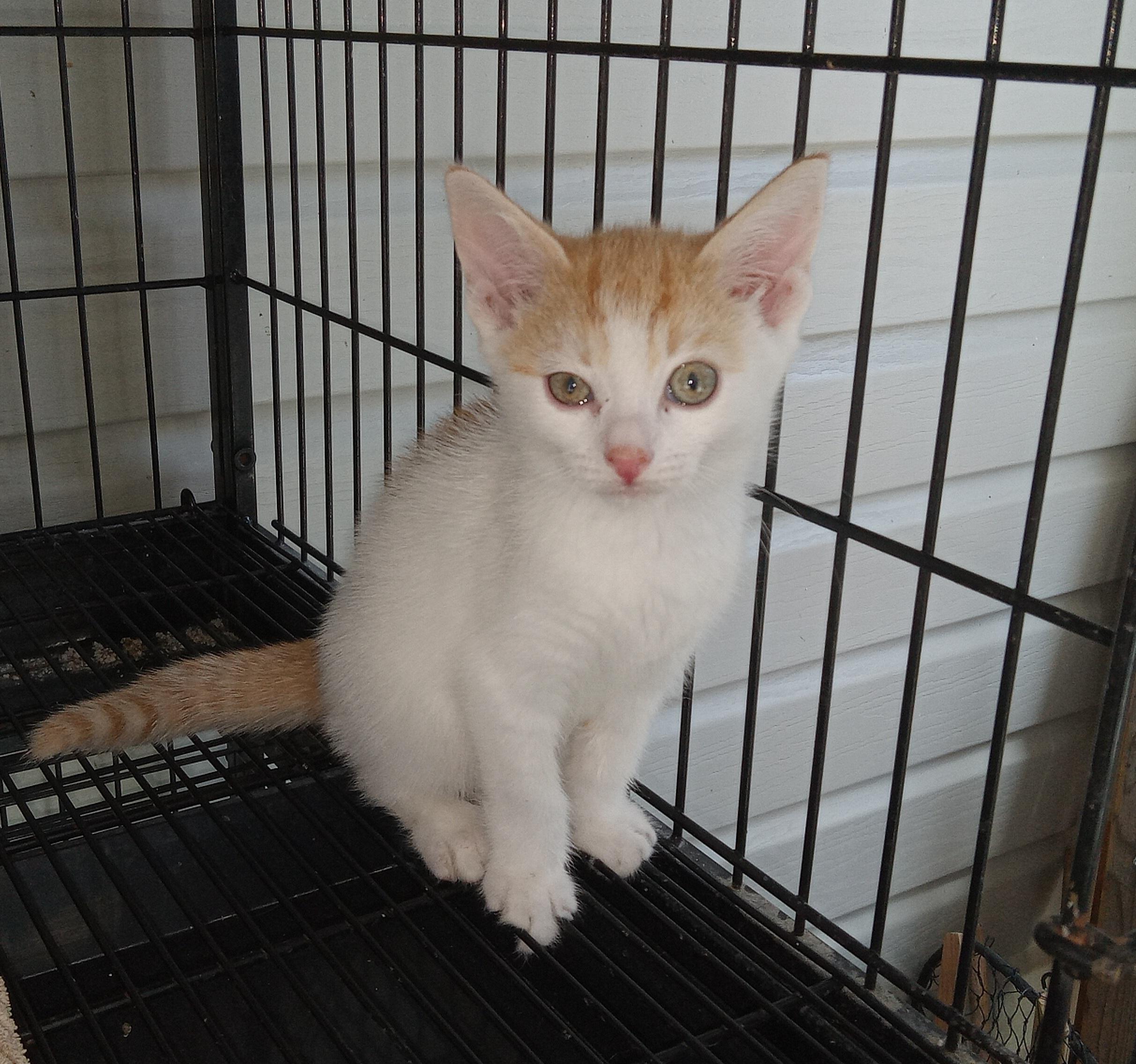 Enlarge Pansy's Litter, a Adopted Domestic Short Hair in Galloway, NJ image 3/4