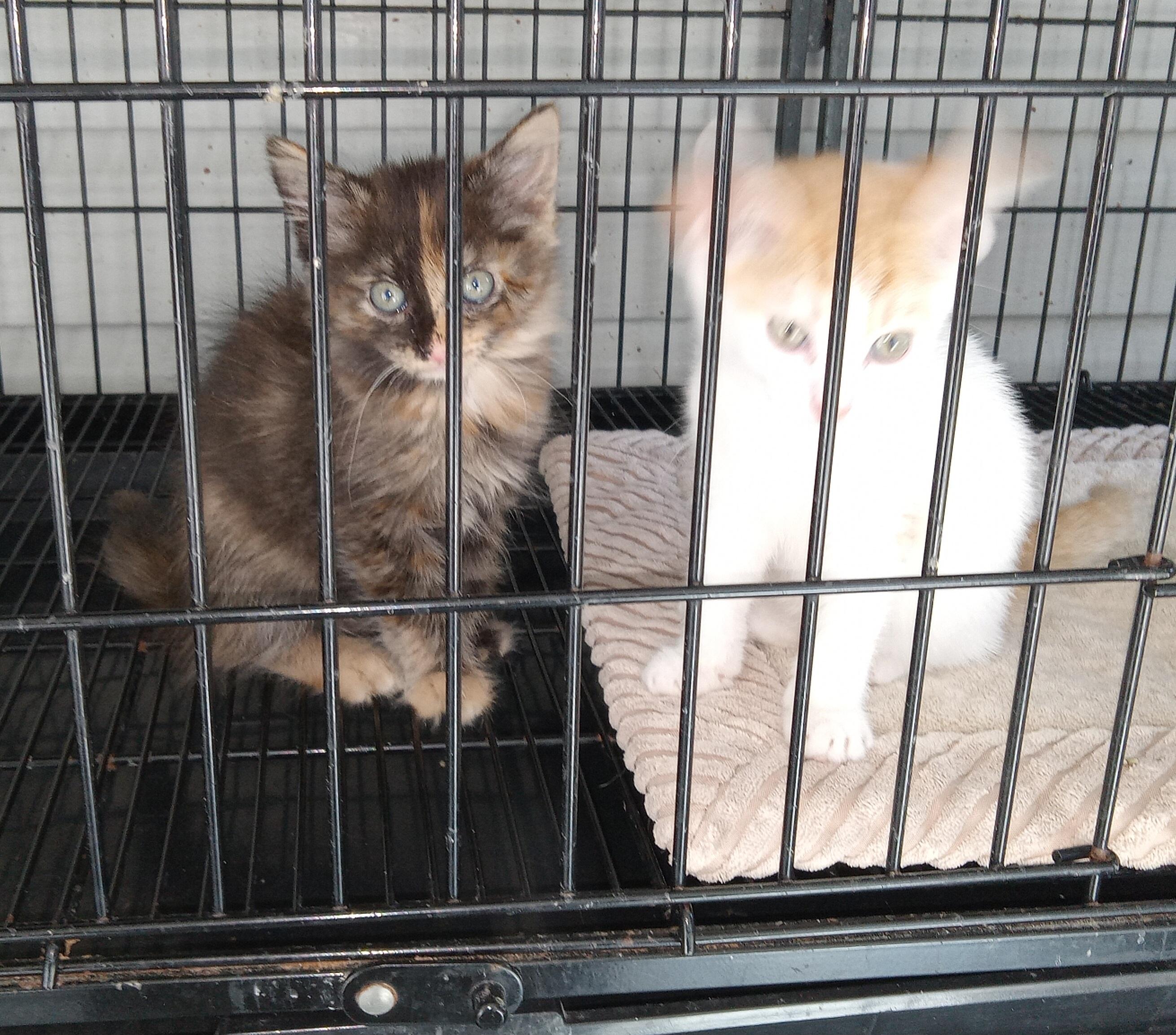 Enlarge Pansy's Litter, a Adopted Domestic Short Hair in Galloway, NJ image 4/4