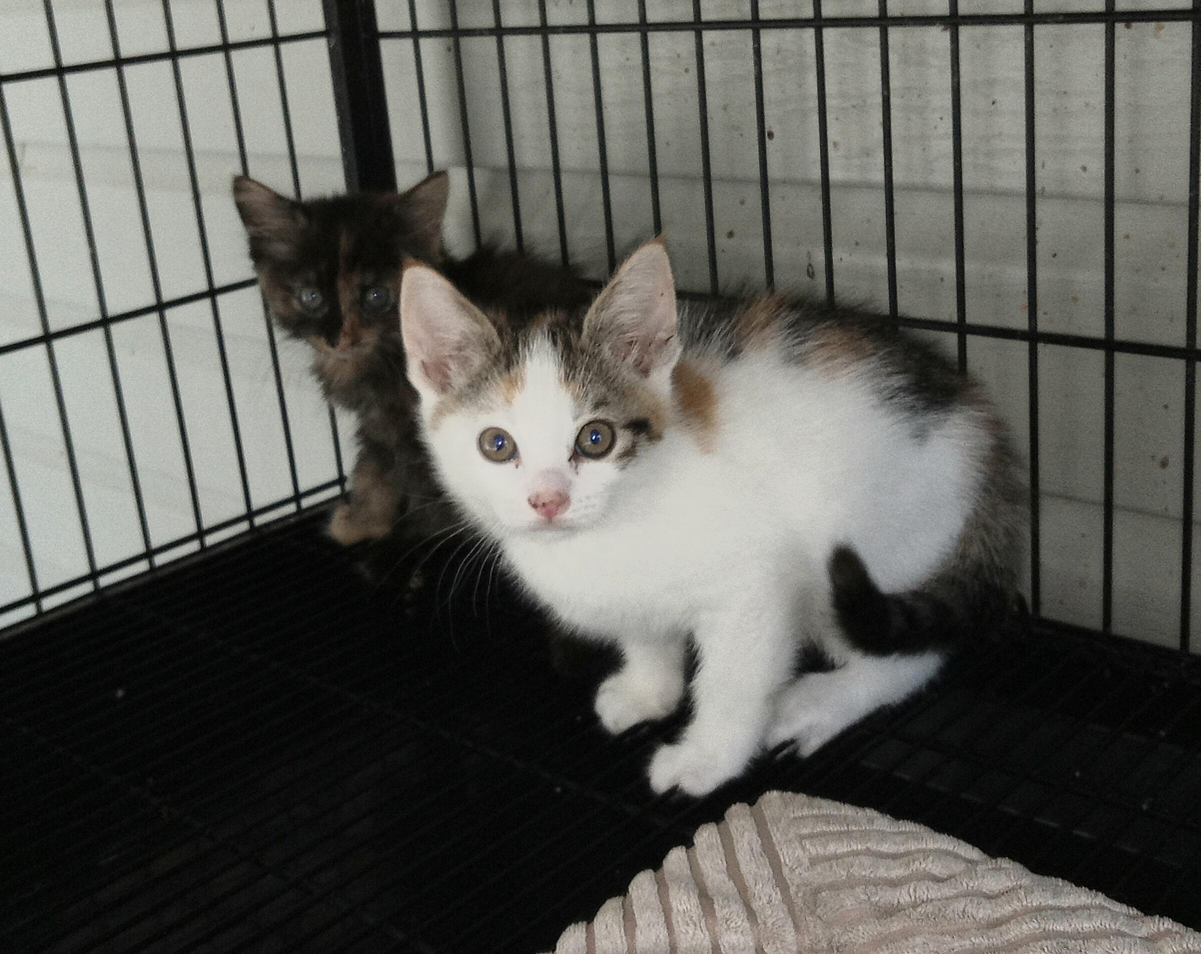Pansy's Litter, Adopted, Kitten Female Domestic Short Hair.