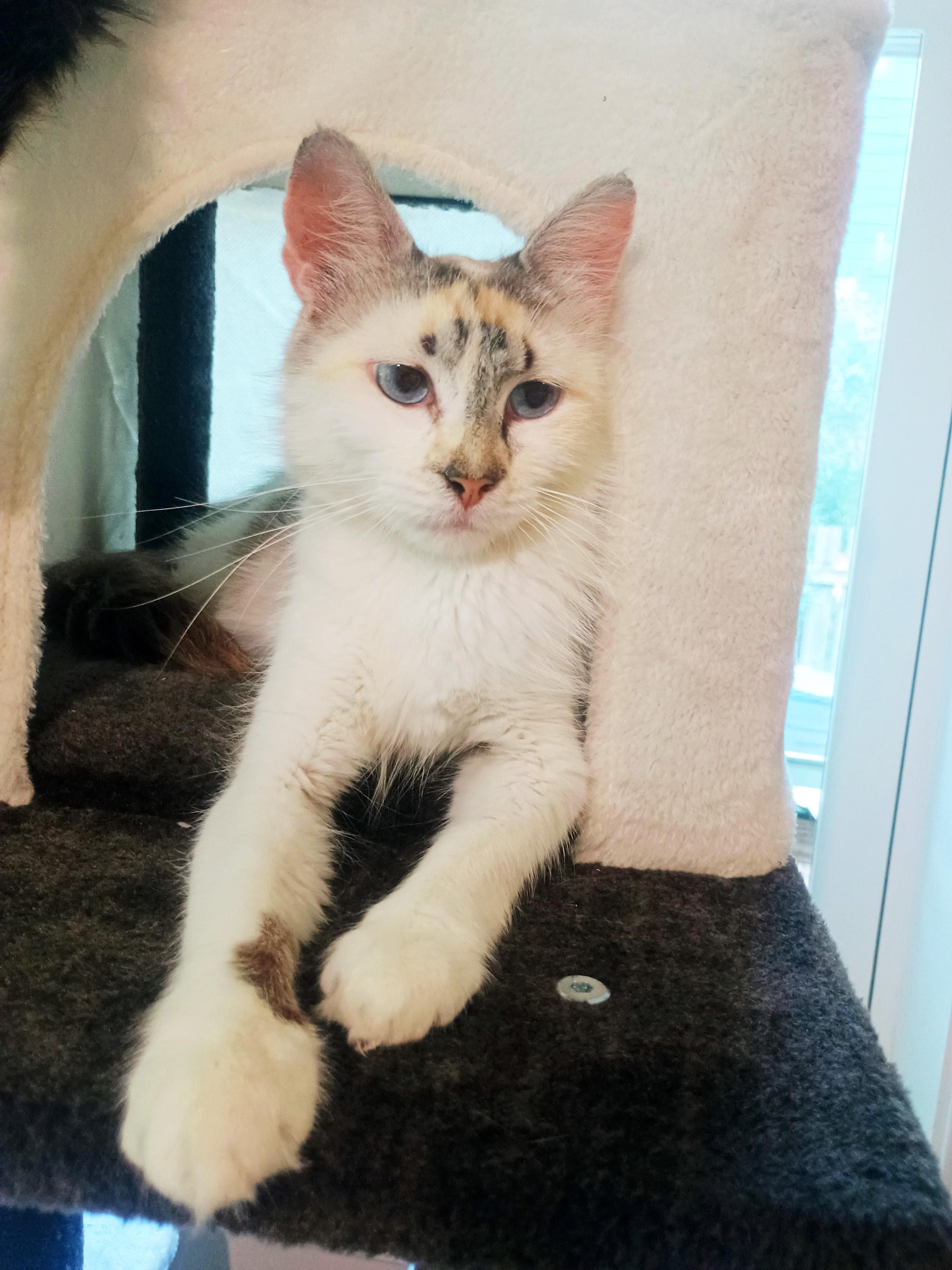 Carmela Lucia, a ADOPTABLE Domestic Medium Hair in Apex, NC image 5/5