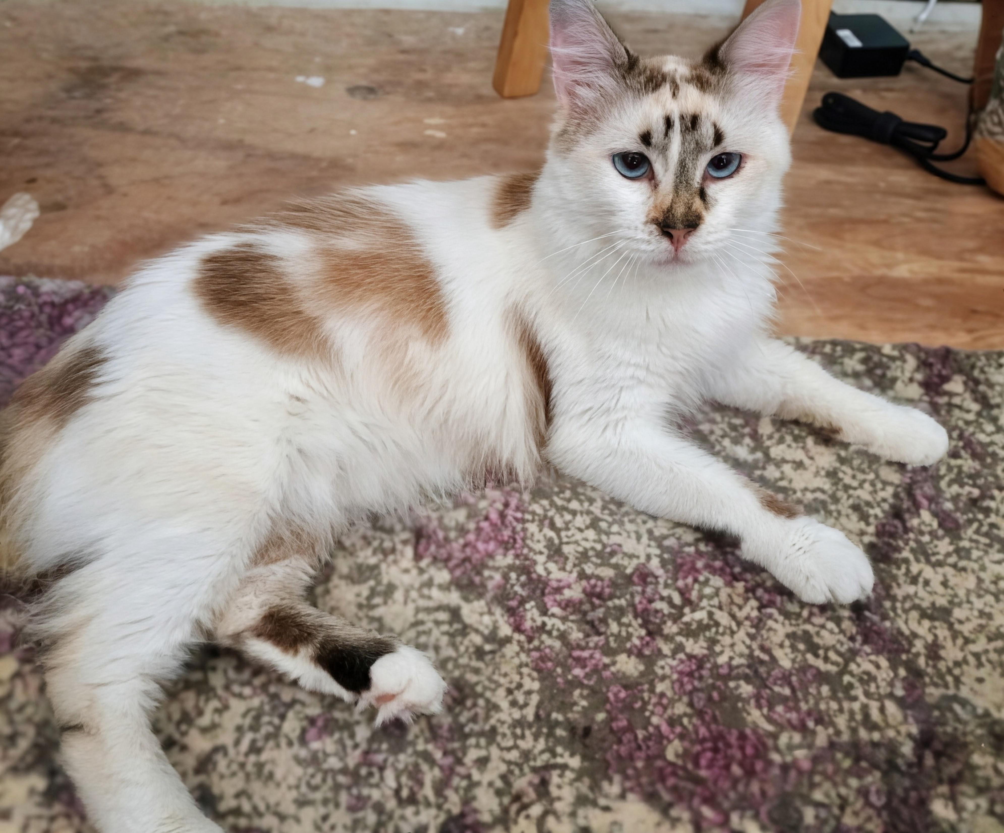 Carmela Lucia, ADOPTABLE, Young Female Domestic Medium Hair.