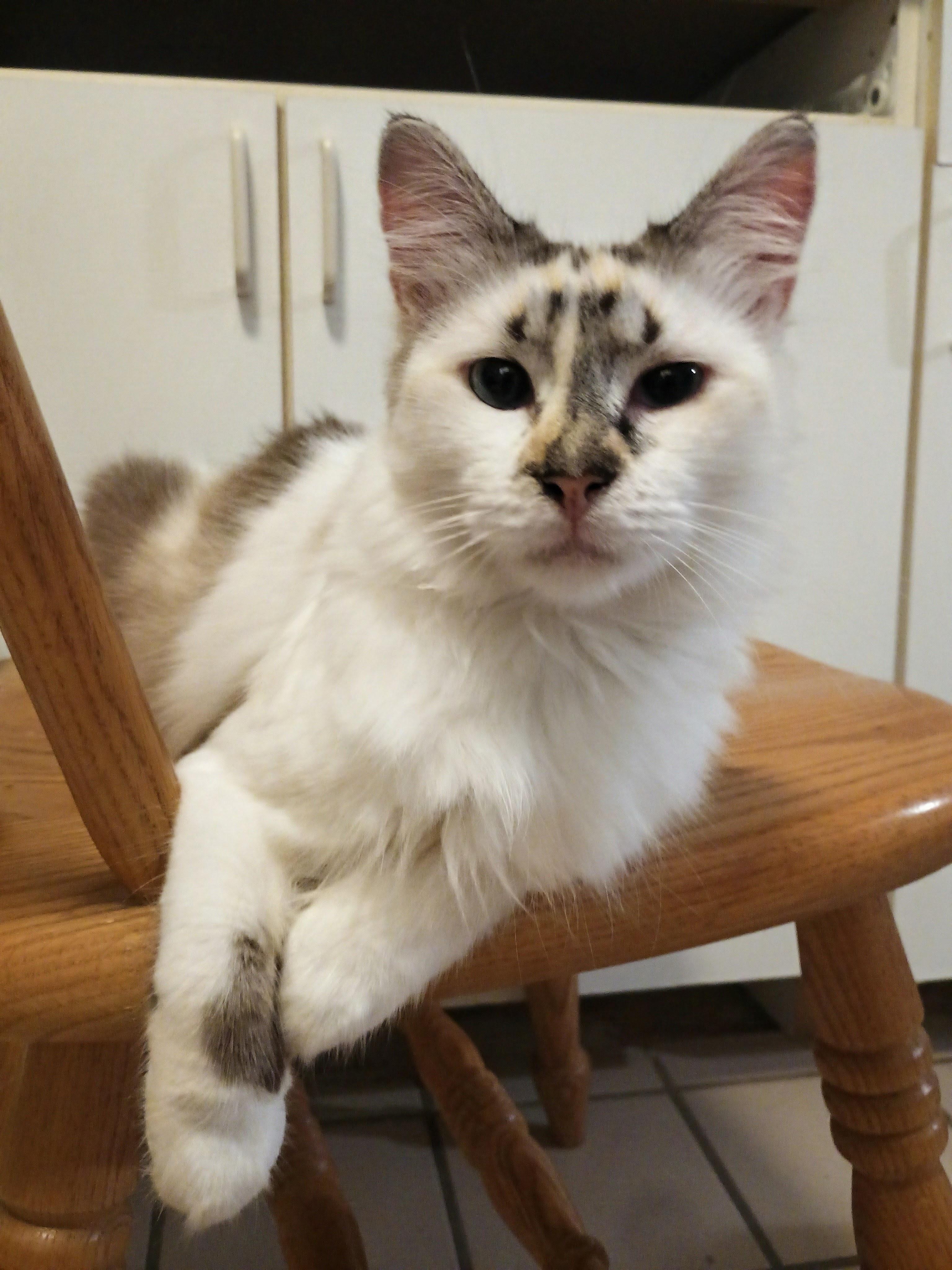 Enlarge Carmela Lucia, a ADOPTABLE Domestic Medium Hair in Apex, NC image 5/6