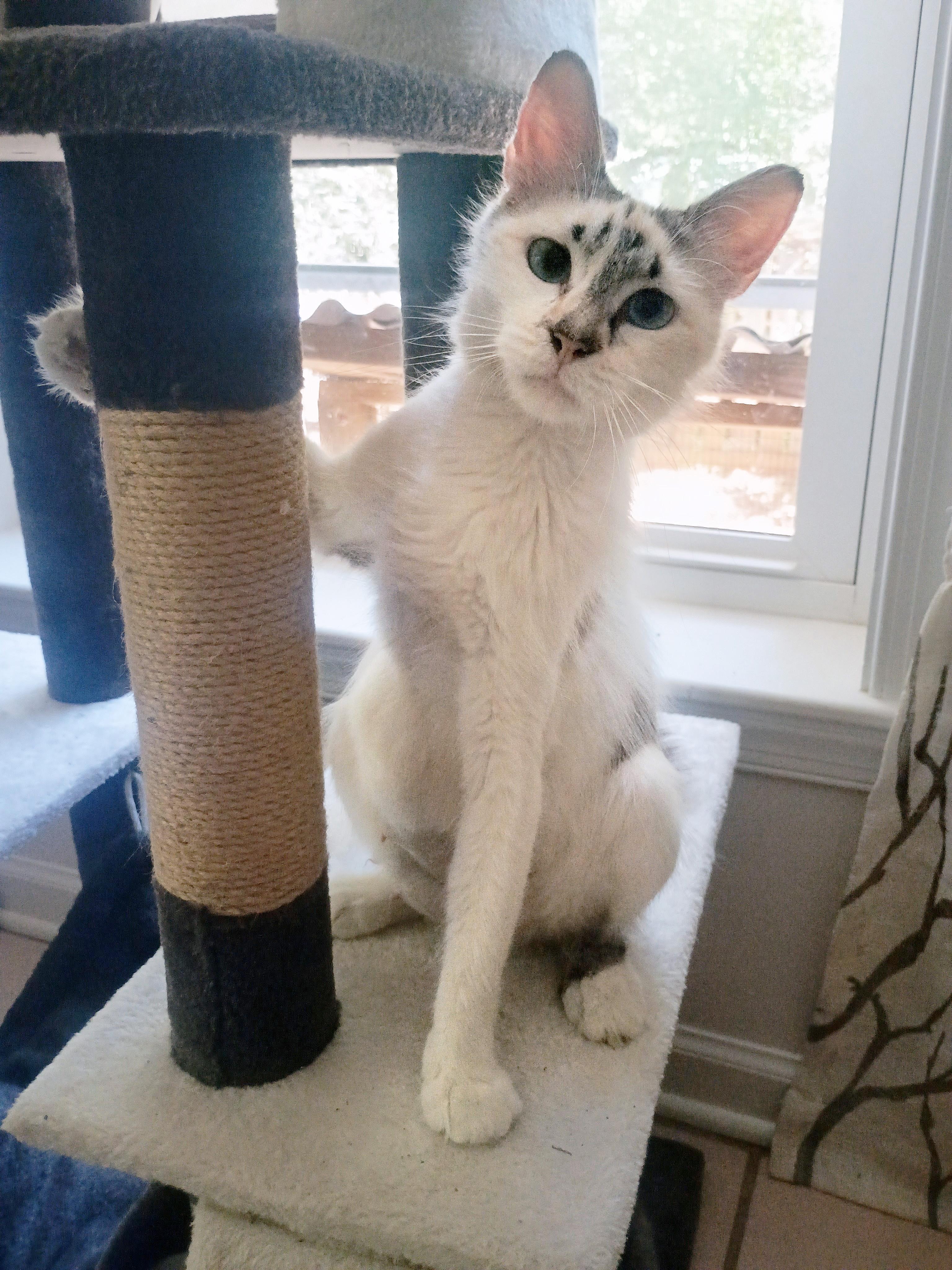 Carmela Lucia, a ADOPTABLE Domestic Medium Hair in Apex, NC image 3/5