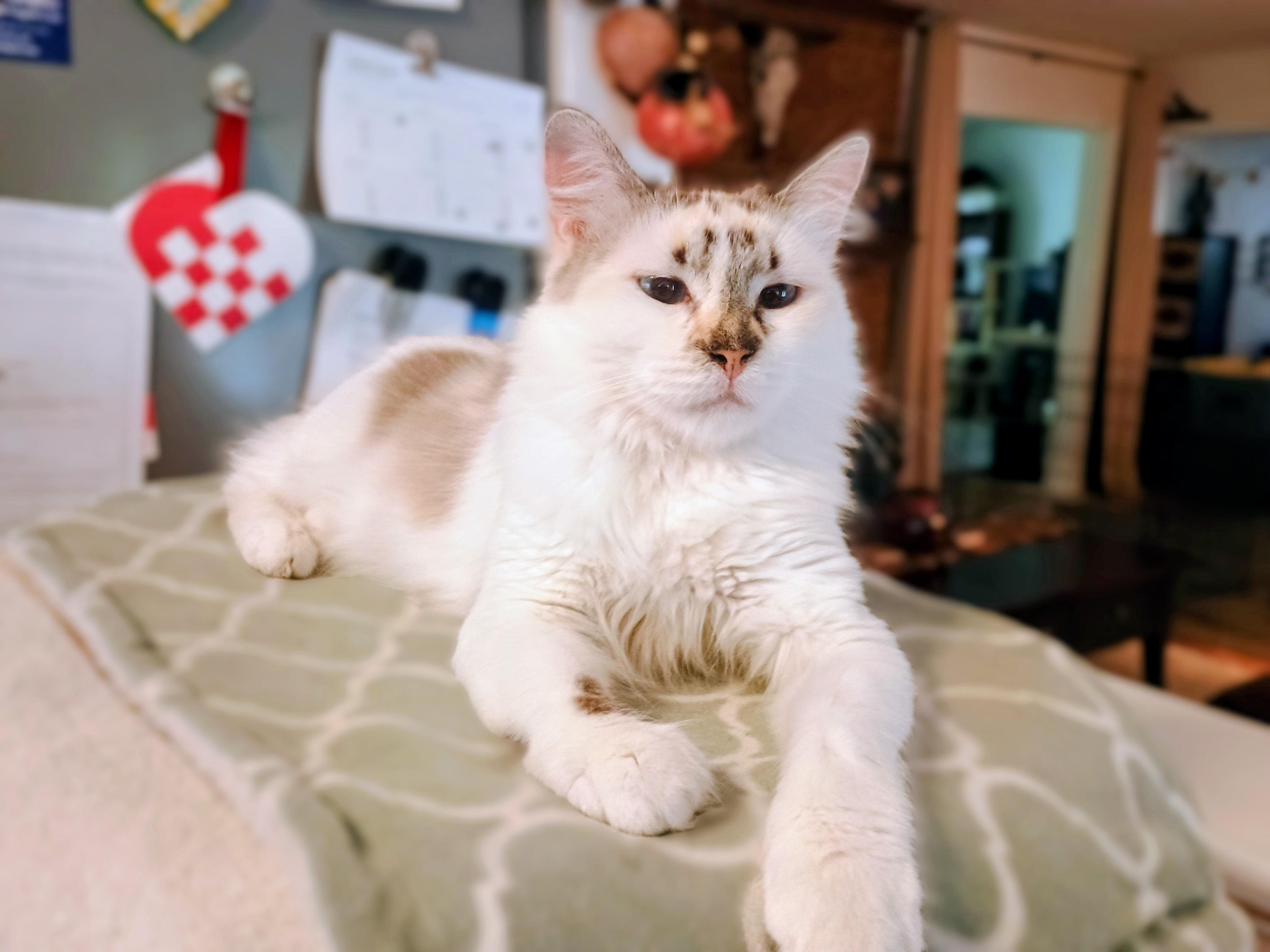 Enlarge Carmela Lucia, a ADOPTABLE Domestic Medium Hair in Apex, NC image 6/6