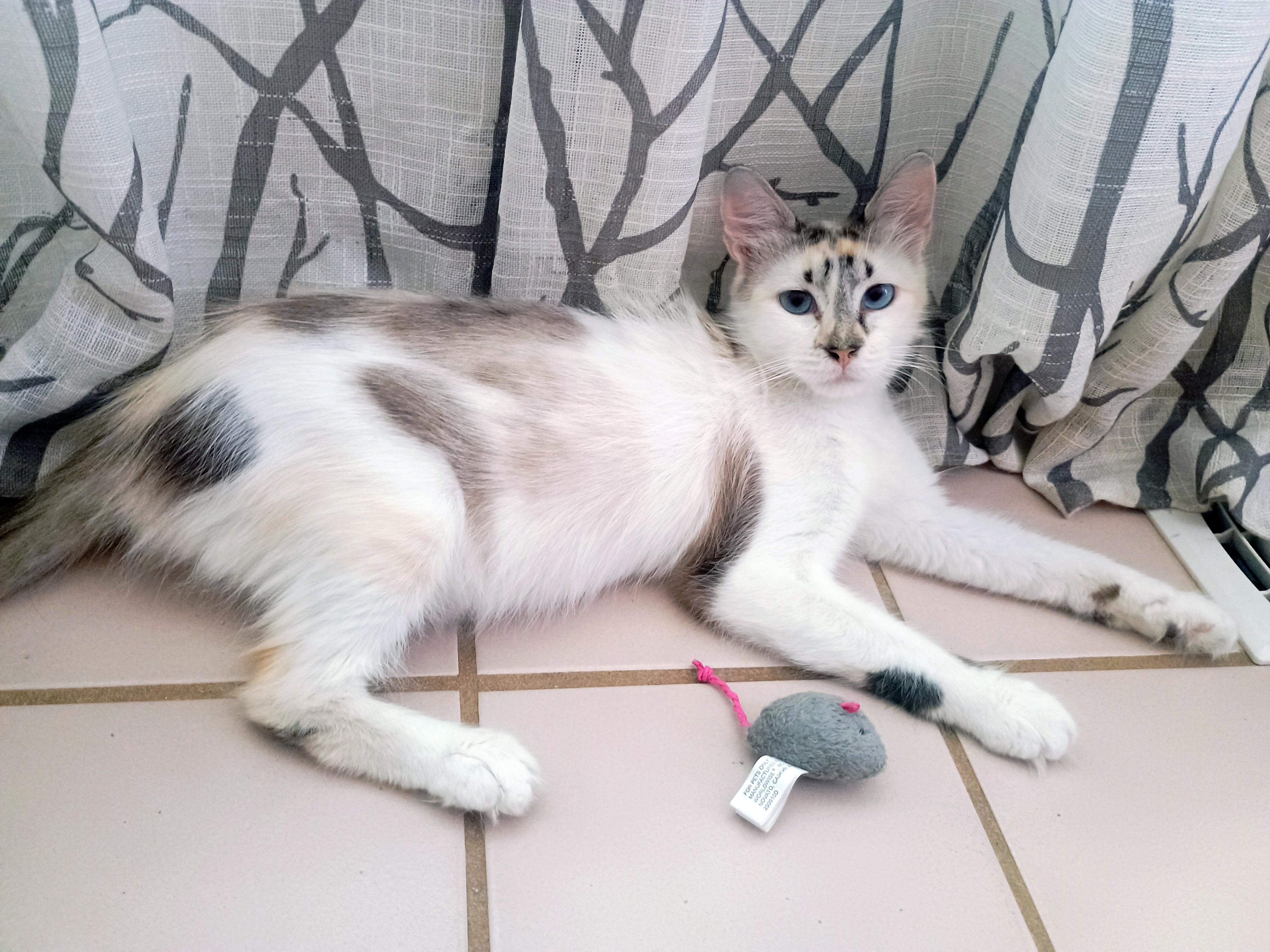 Carmela Lucia, a ADOPTABLE Domestic Medium Hair in Apex, NC image 2/5