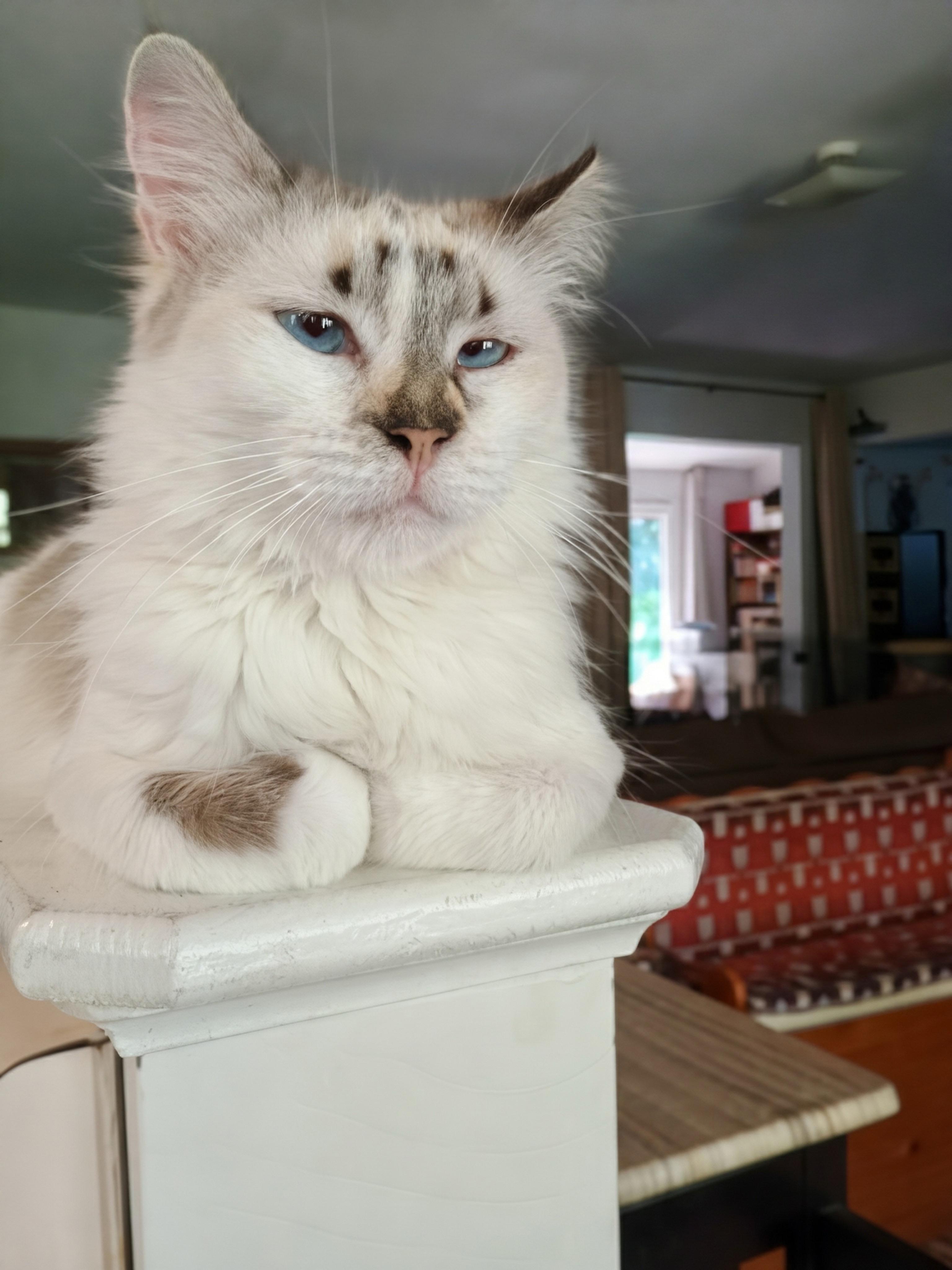 Enlarge Carmela Lucia, a ADOPTABLE Domestic Medium Hair in Apex, NC image 2/6