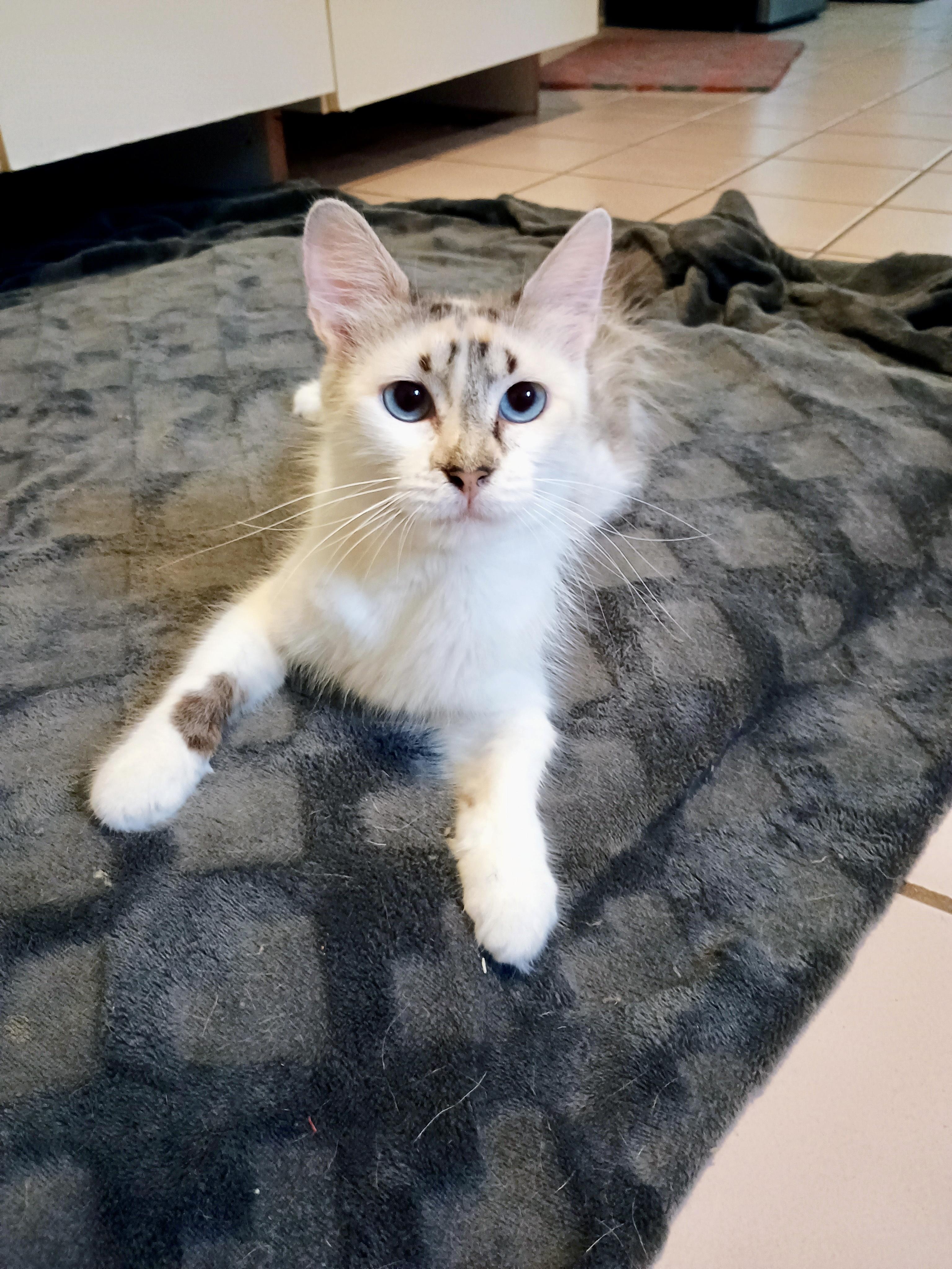 Carmela Lucia, ADOPTABLE, Young Female Domestic Medium Hair.