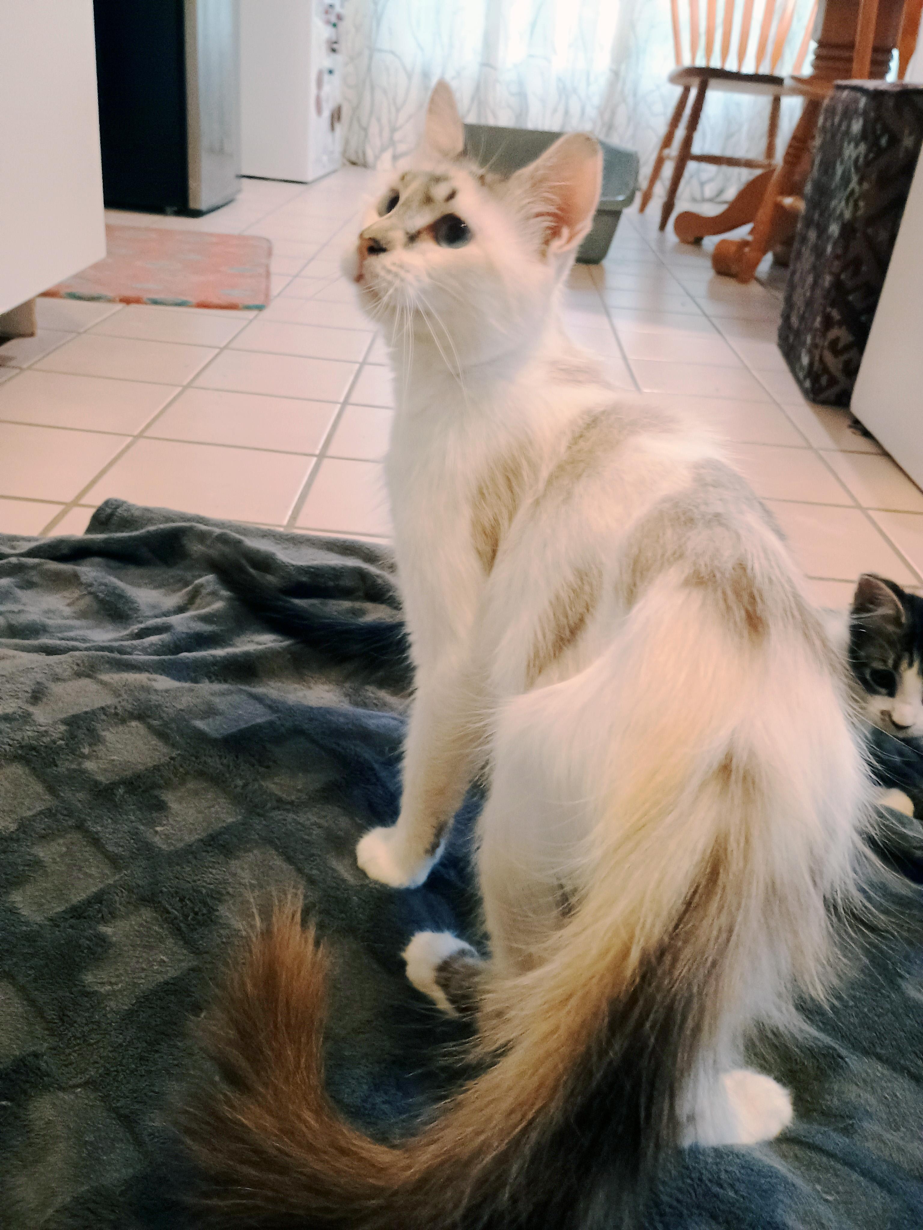 Carmela Lucia, a ADOPTABLE Domestic Medium Hair in Apex, NC image 4/5