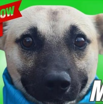Enlarge Mosby, a Adoptable mixed breed in Alexandria, VA image 3/6