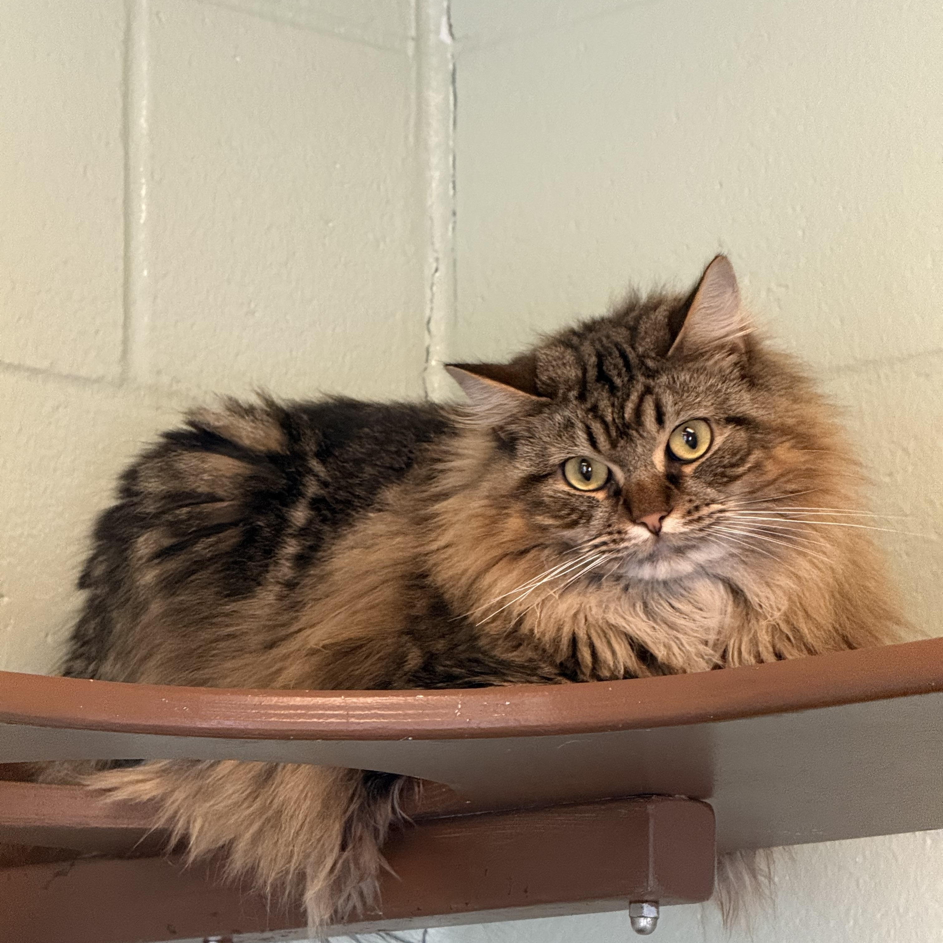 Calypso, Adoptable, Adult Female Domestic Long Hair.