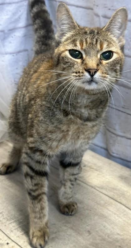 Calypso, Adoptable, Young Female Domestic Short Hair & Domestic Short Hair.