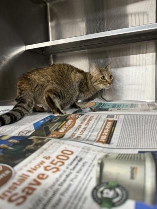 Enlarge Calypso, a Adoptable mixed breed in Shreveport, LA image 2/2