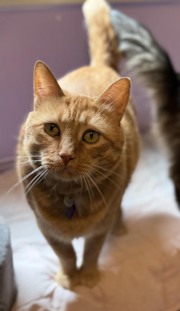 Leo, Adopted, Senior Male Domestic Short Hair.