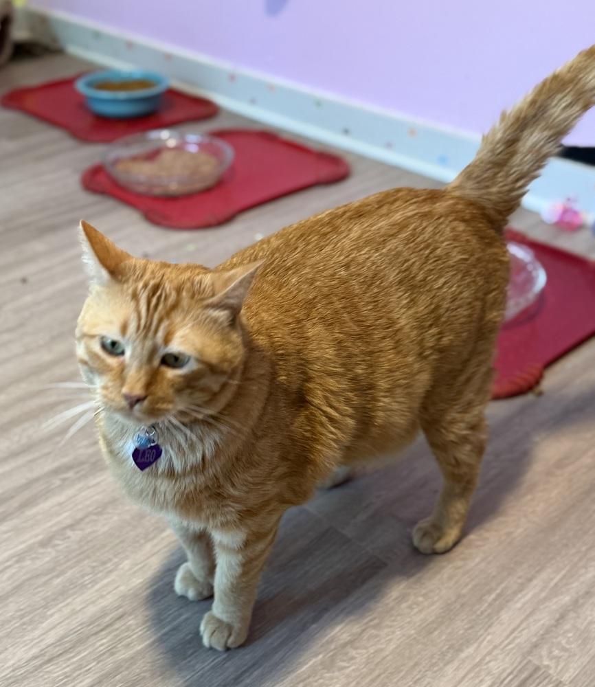 Enlarge Leo, a Adopted mixed breed in New Cumberland, WV image 2/3