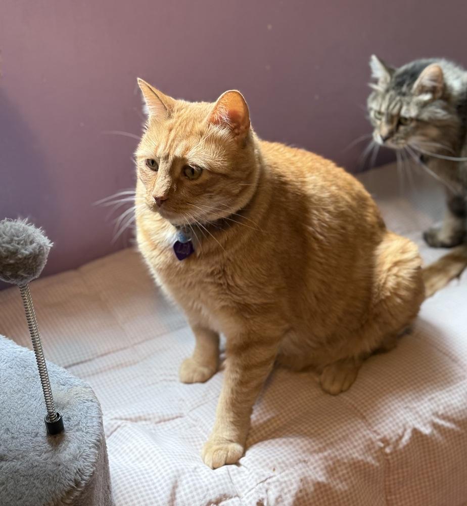 Enlarge Leo, a Adopted mixed breed in New Cumberland, WV image 3/3