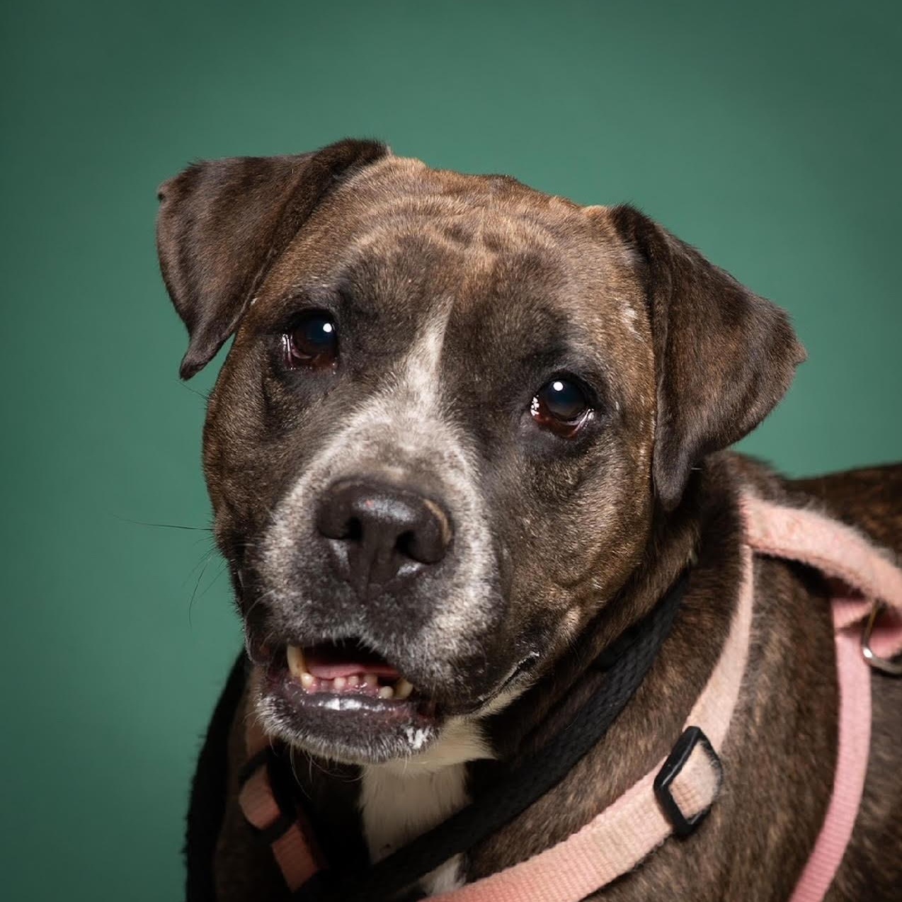 Enlarge Marjorie, a Adoptable mixed breed in West Jefferson, OH image 1/6