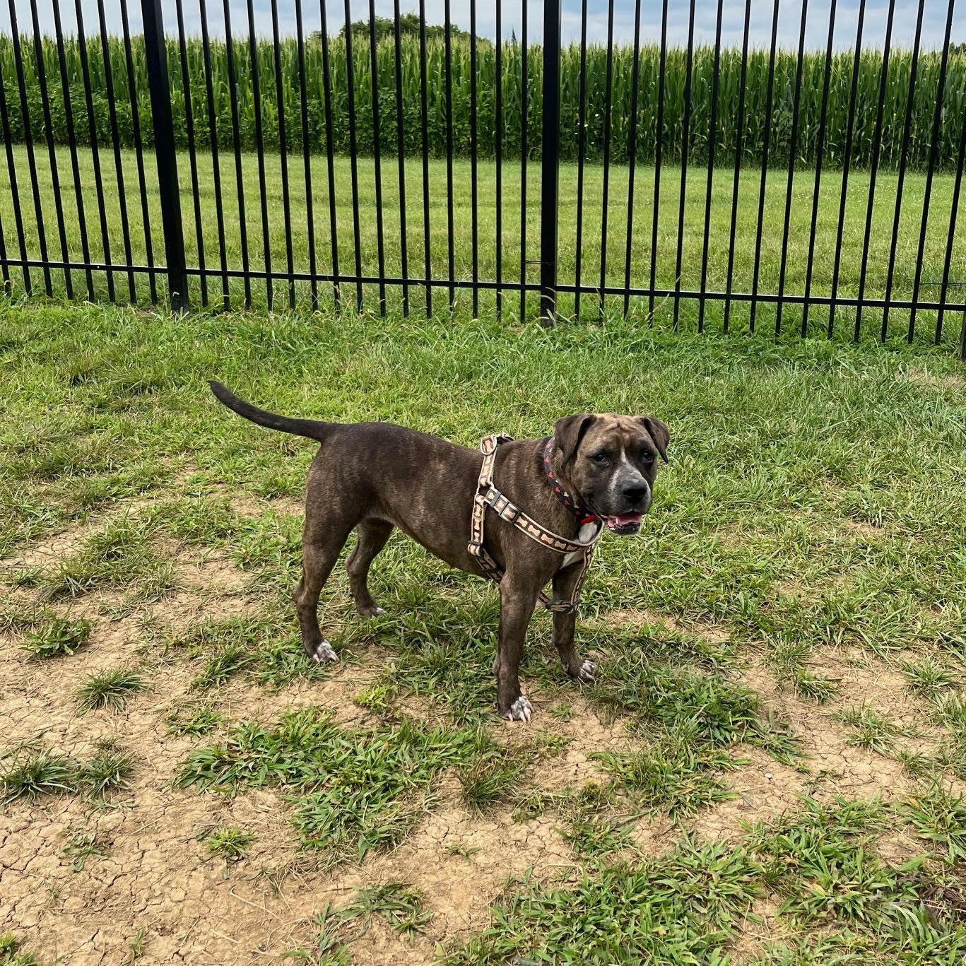 Marjorie, a Adoptable mixed breed in West Jefferson, OH image 4/4