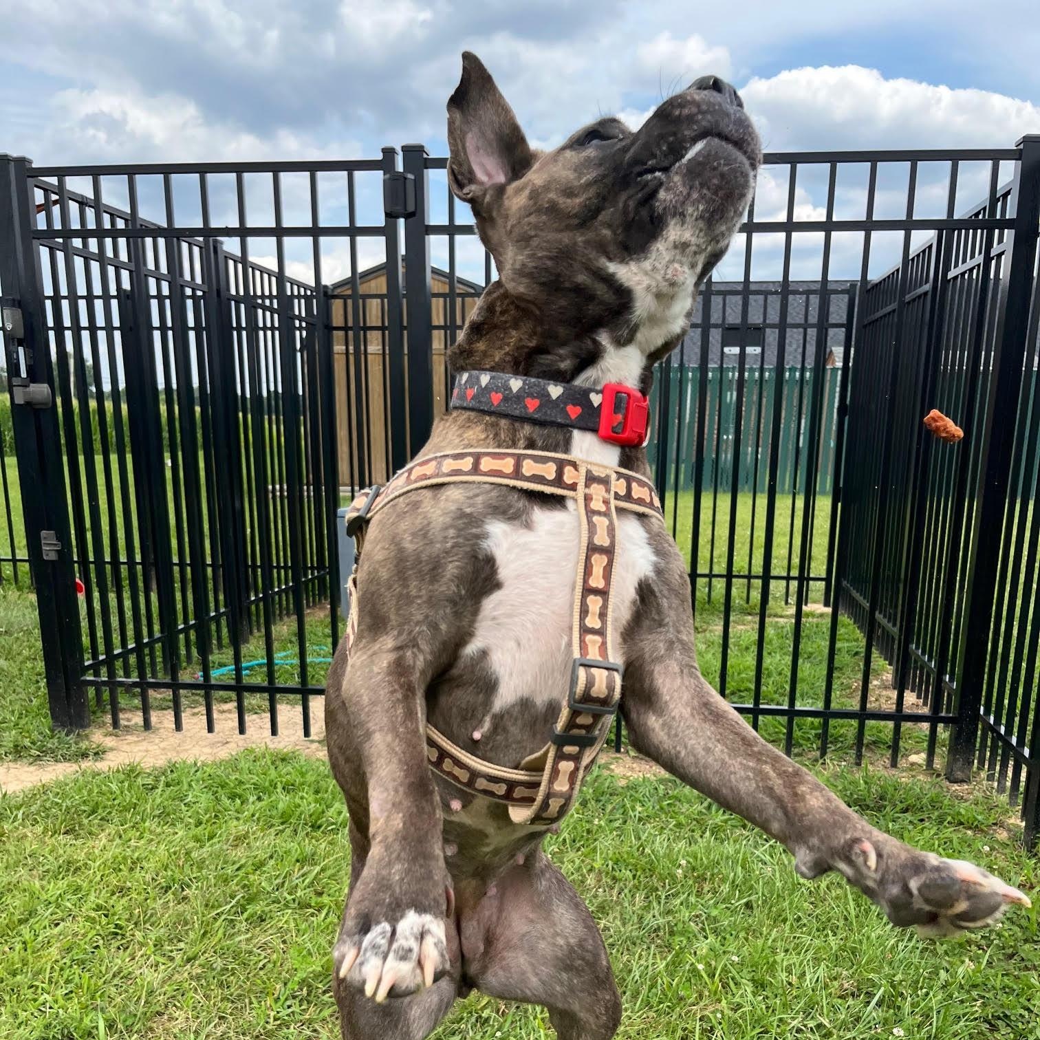 Marjorie, a Adoptable mixed breed in West Jefferson, OH image 2/4