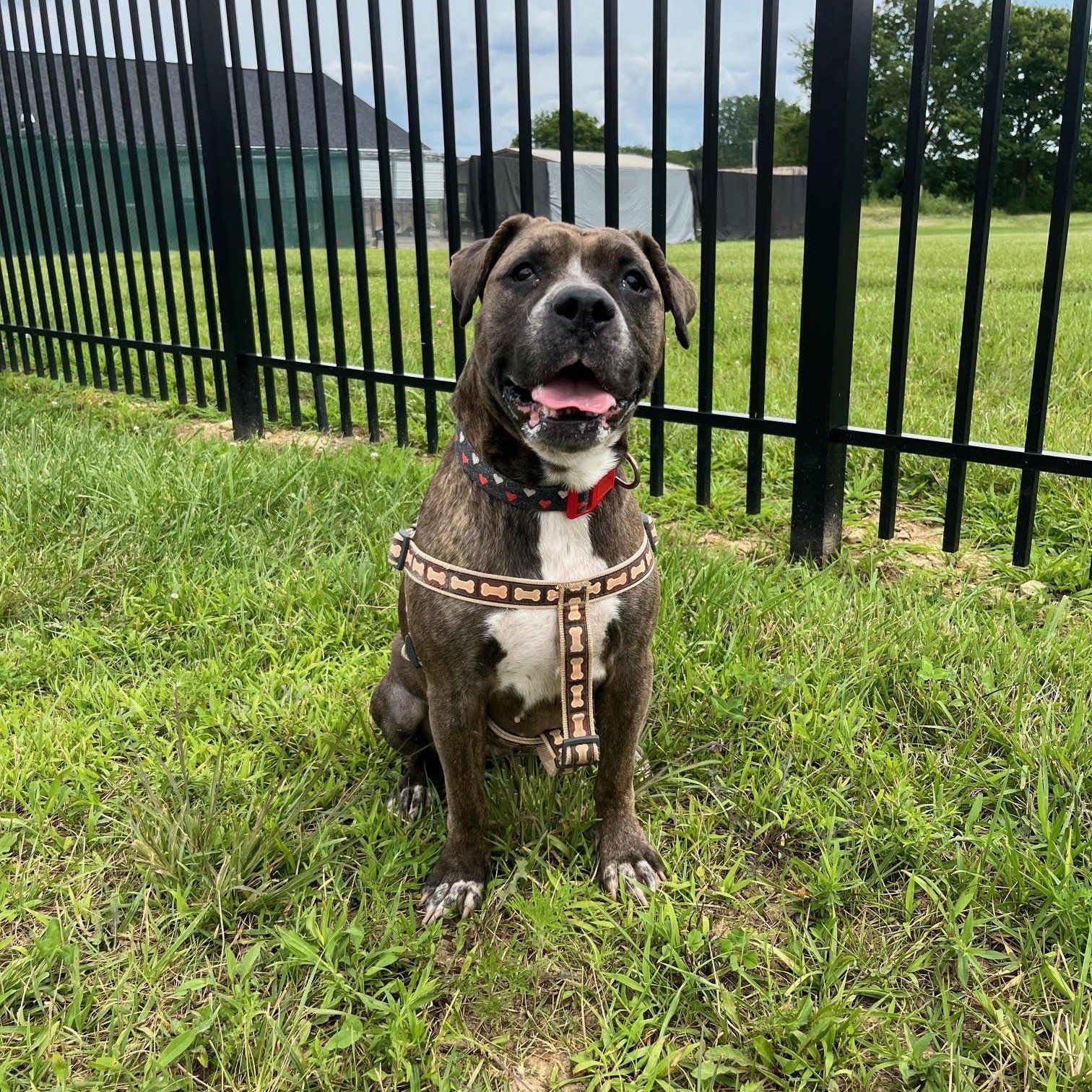 Marjorie, a Adoptable mixed breed in West Jefferson, OH image 3/4