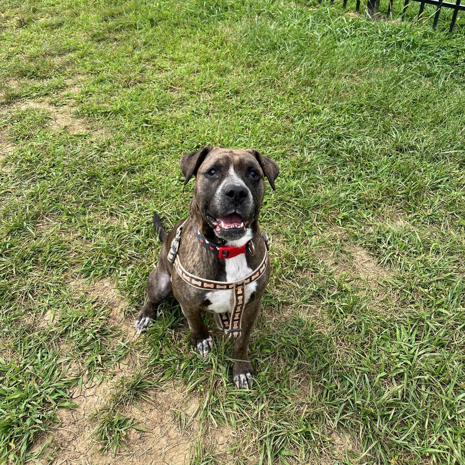 Marjorie, Adoptable, Adult Female Terrier.