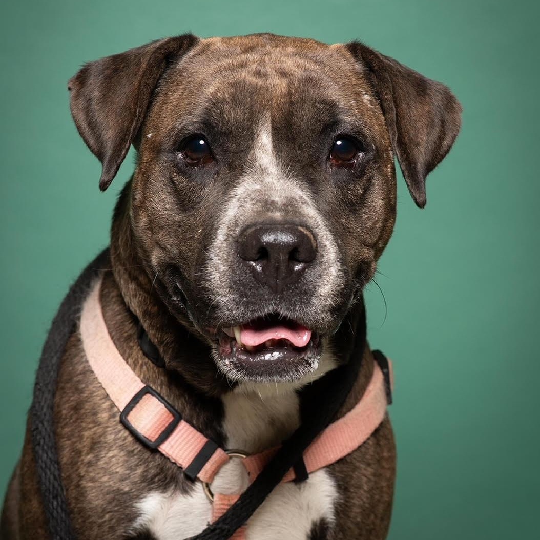 Enlarge Marjorie, a Adoptable mixed breed in West Jefferson, OH image 6/6