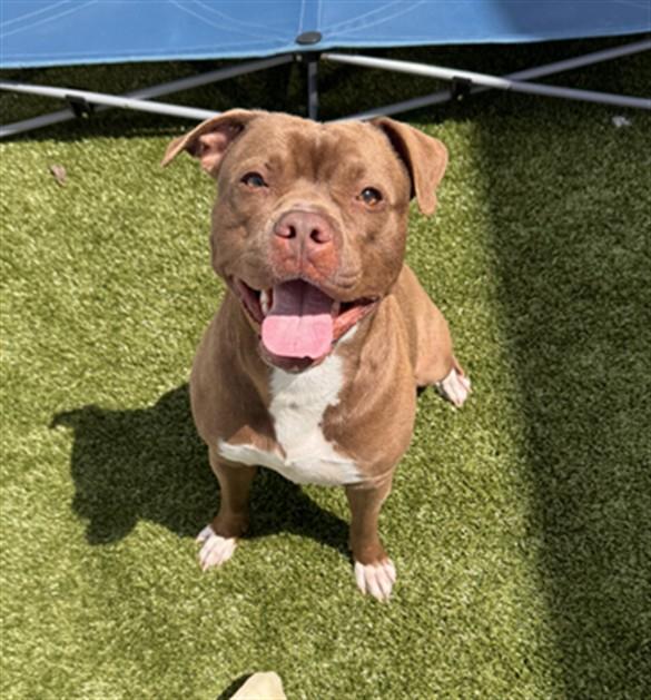 BELLAMY, Adoptable, Young Female Pit Bull Terrier.