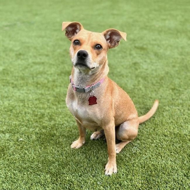 Royal, Adoptable, Adult Female Terrier & Miniature Pinscher.