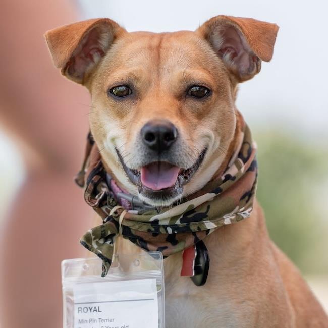 Enlarge Royal, a Adoptable mixed breed in San Diego, CA image 2/3