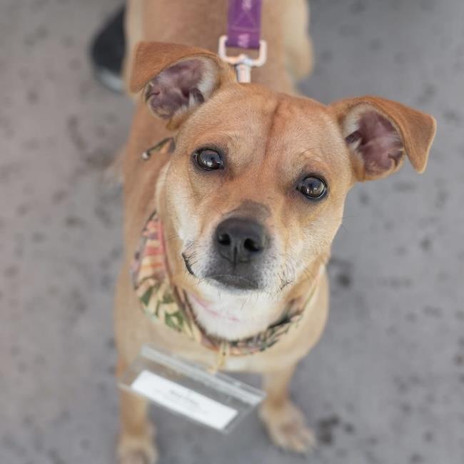 Enlarge Royal, a Adoptable mixed breed in San Diego, CA image 3/3