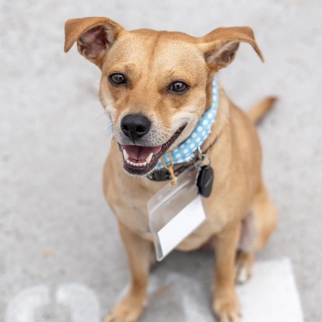 Royal, a Adoptable mixed breed in San Diego, CA image 3/3