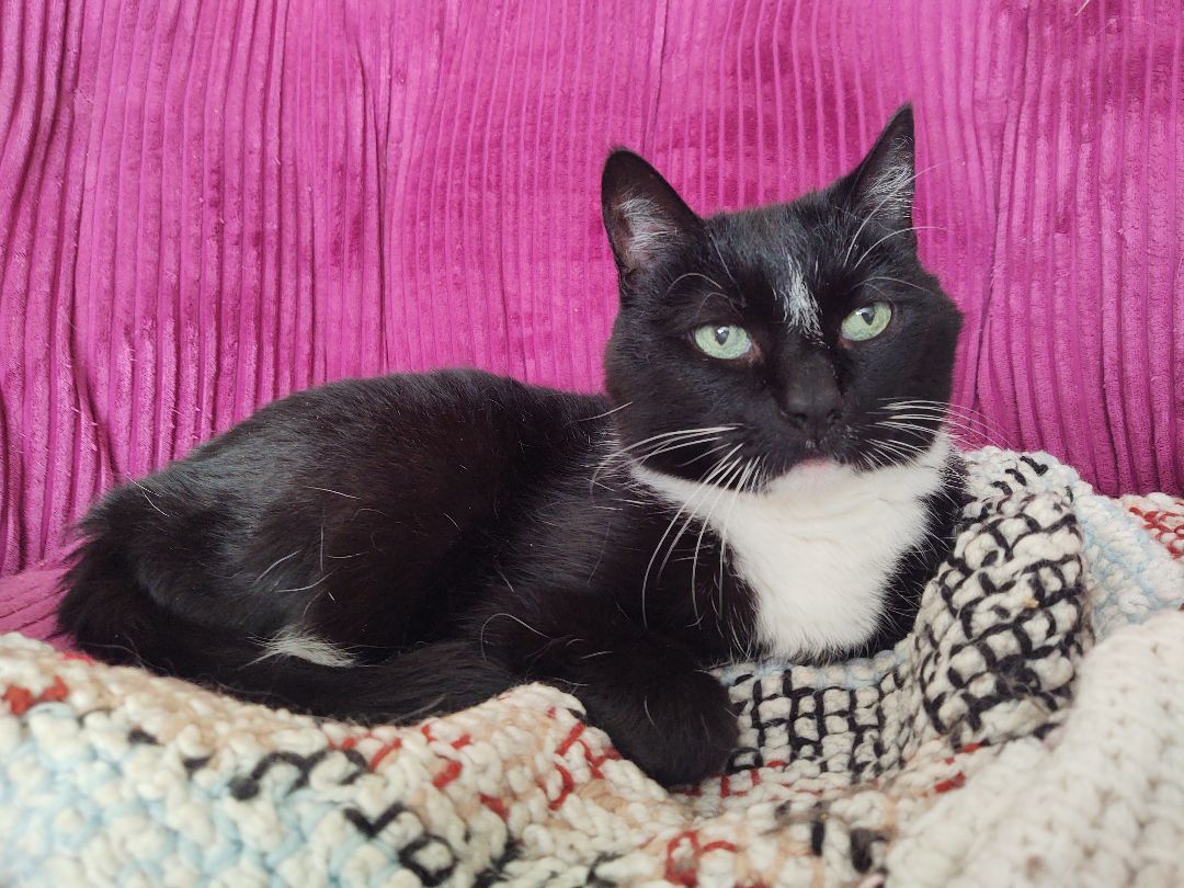 Camellia, Senior Female unknown