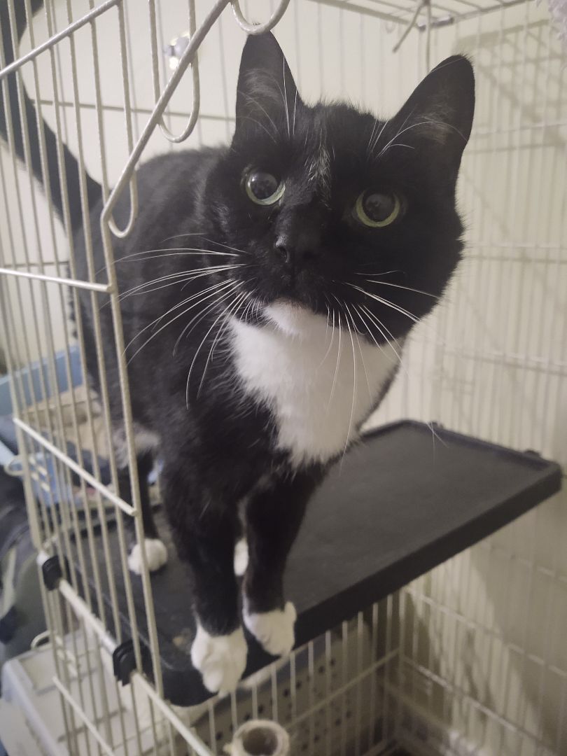 Camellia, a Adoptable Domestic Short Hair in Buffalo, NY image 2/8