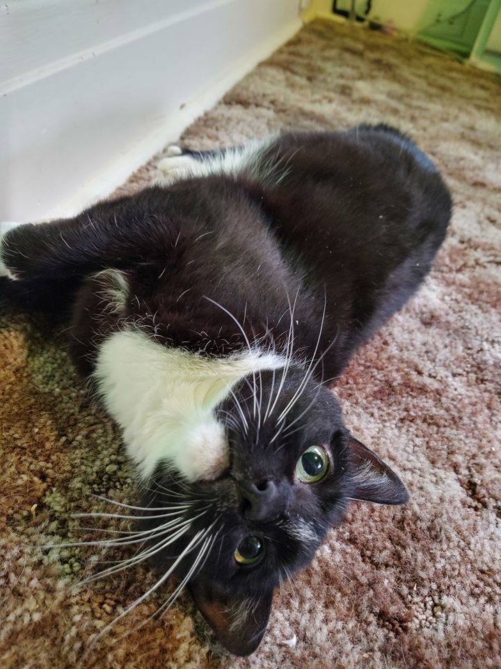 Camellia, a Adoptable Domestic Short Hair in Buffalo, NY image 3/8