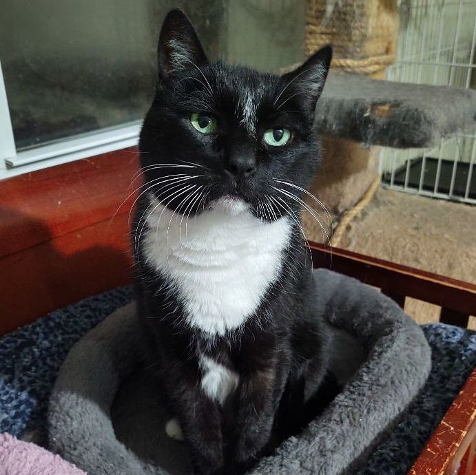 Camellia, a Adoptable Domestic Short Hair in Buffalo, NY image 4/8