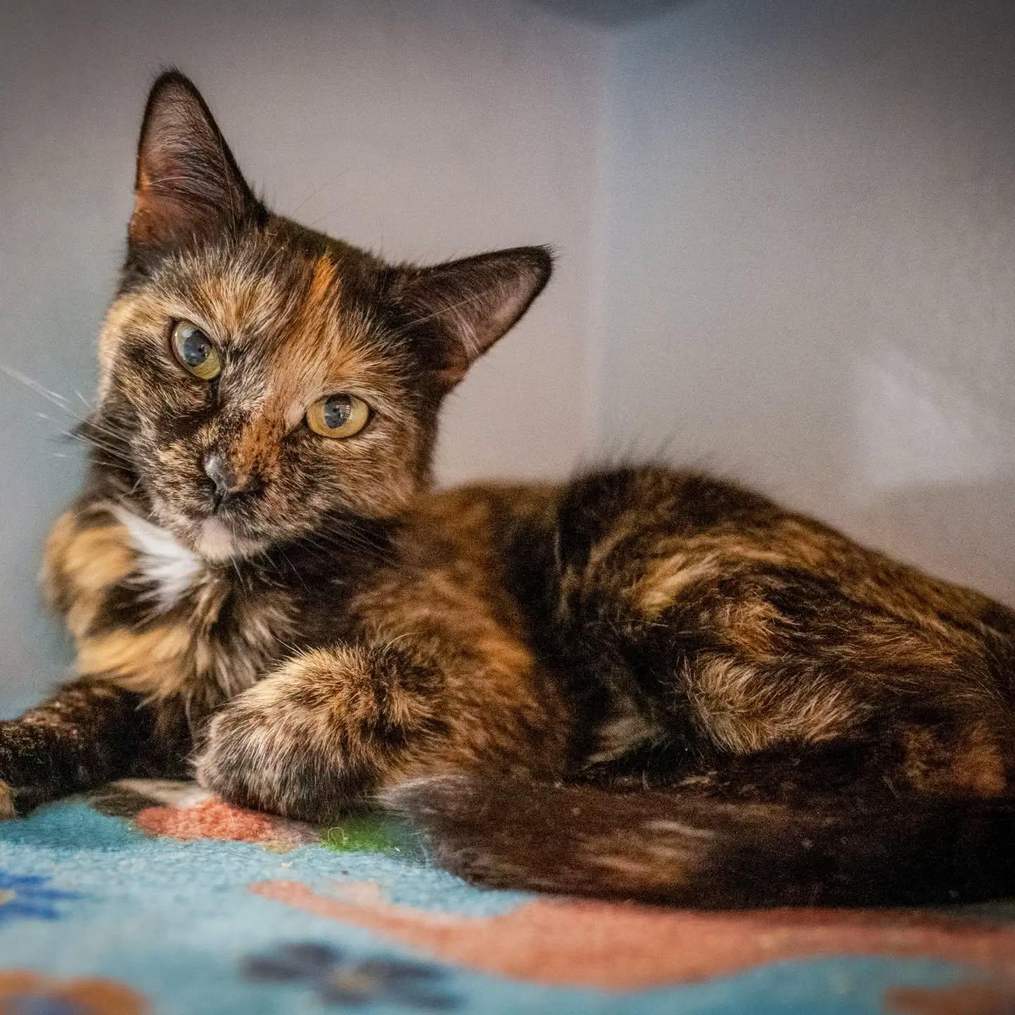 Enlarge Winnie, a Adoptable Tortoiseshell in HANSON, MA image 2/2