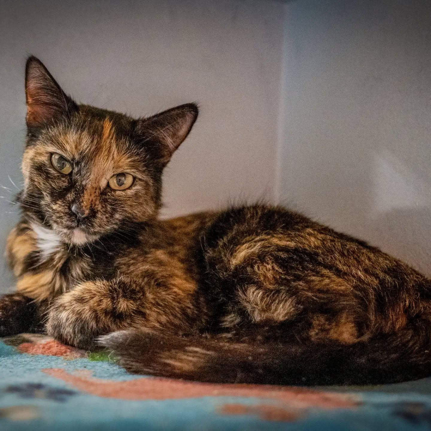 Winnie, Adoptable, Young Female Tortoiseshell.