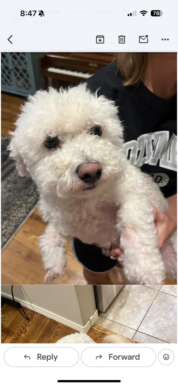 Yeti, ADOPTABLE, Adult Male Bichon Frise.